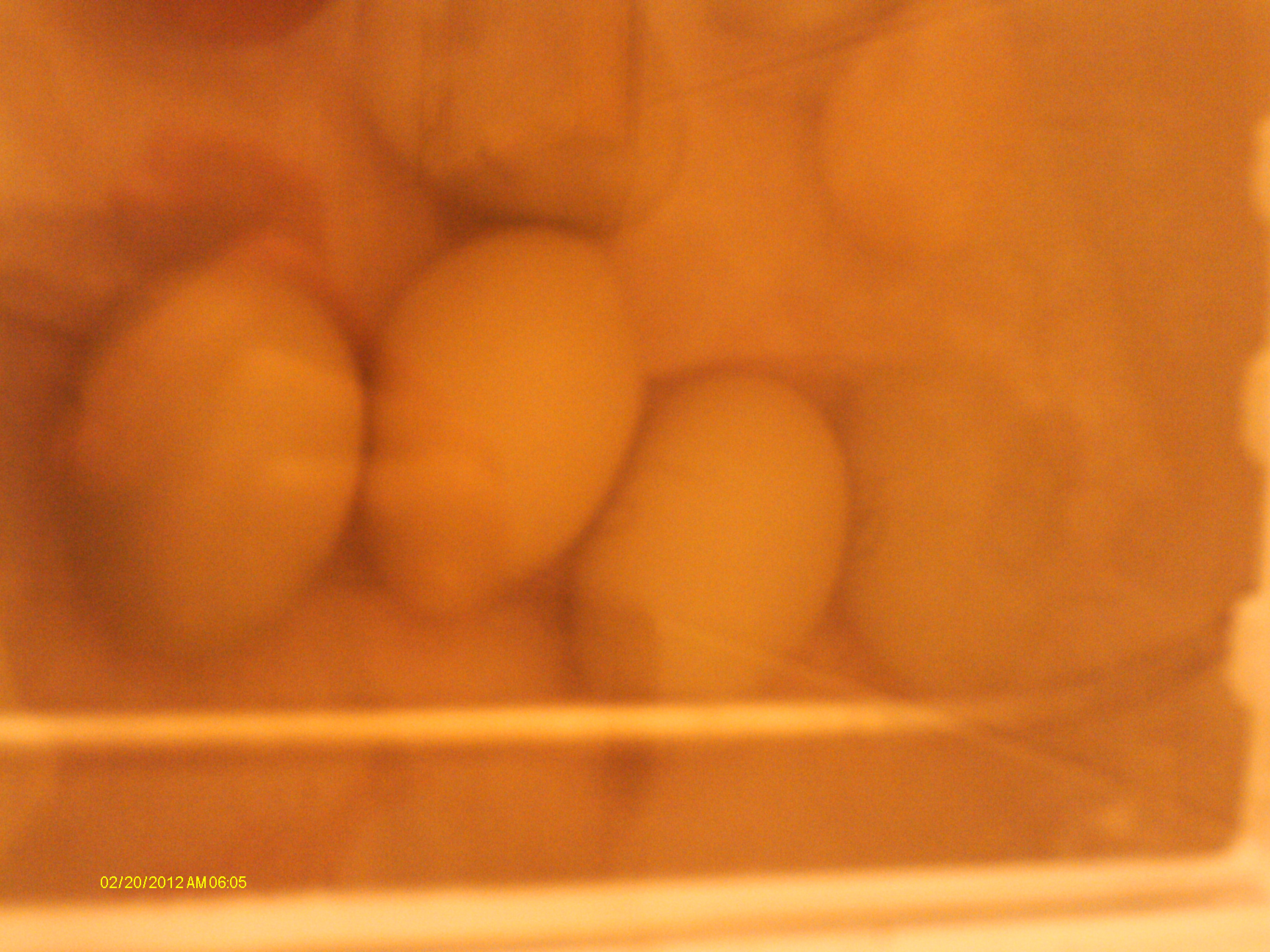 Here are some of the babies hatched yesterday