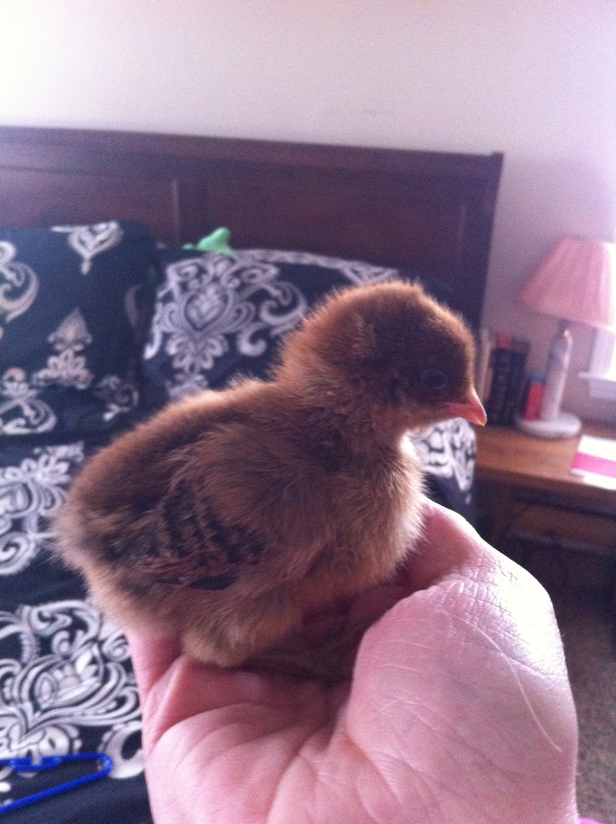 Here are some of the hen in question. Supposed to be ameraucana. I would love for it to be, but suspect a RIR got in the wrong bin at the co-op. Although I'm not sure if you can see but she does have blue legs.