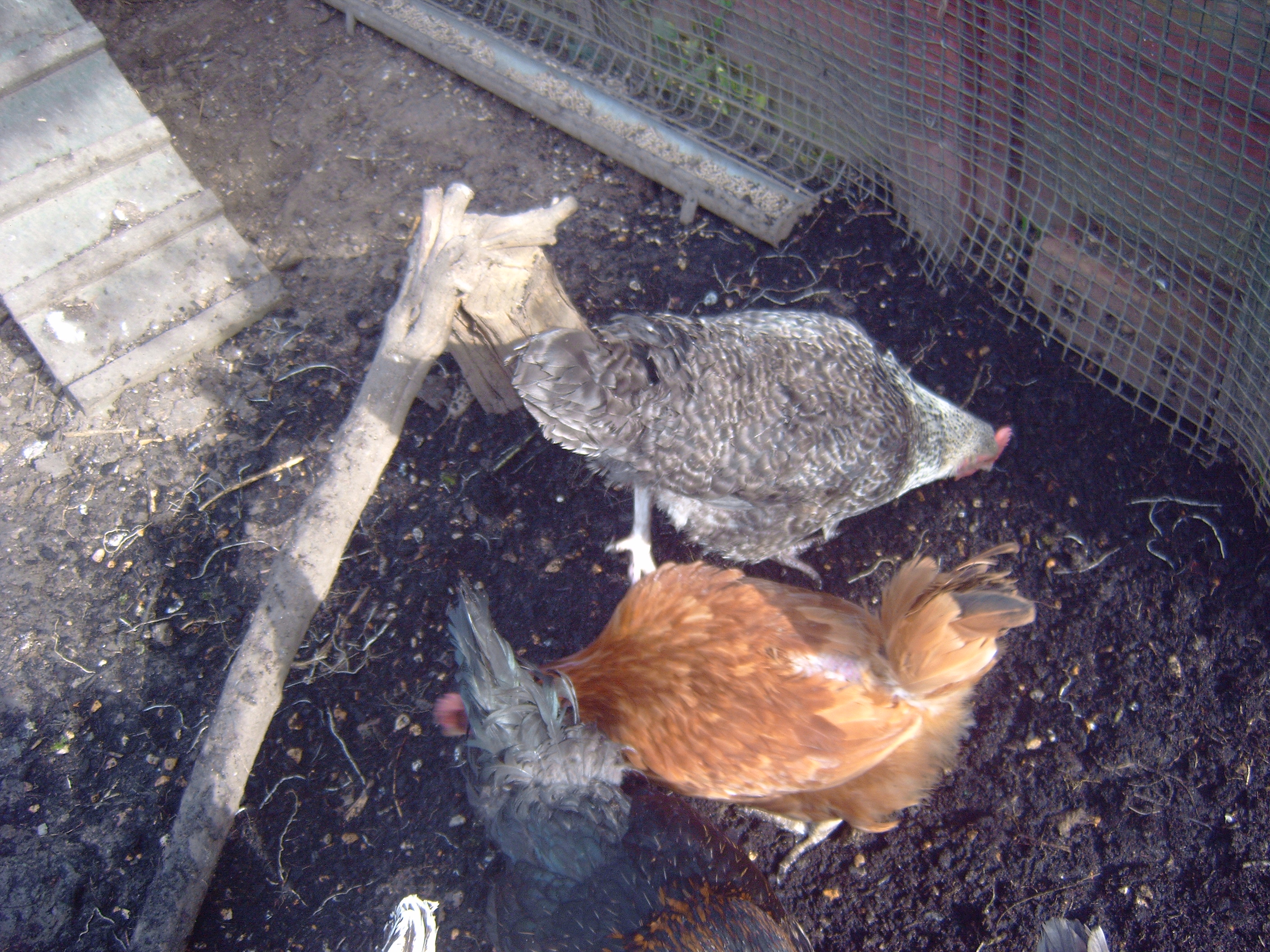 here are some other's they are called ivy at the top os pic and paxo at the bottom