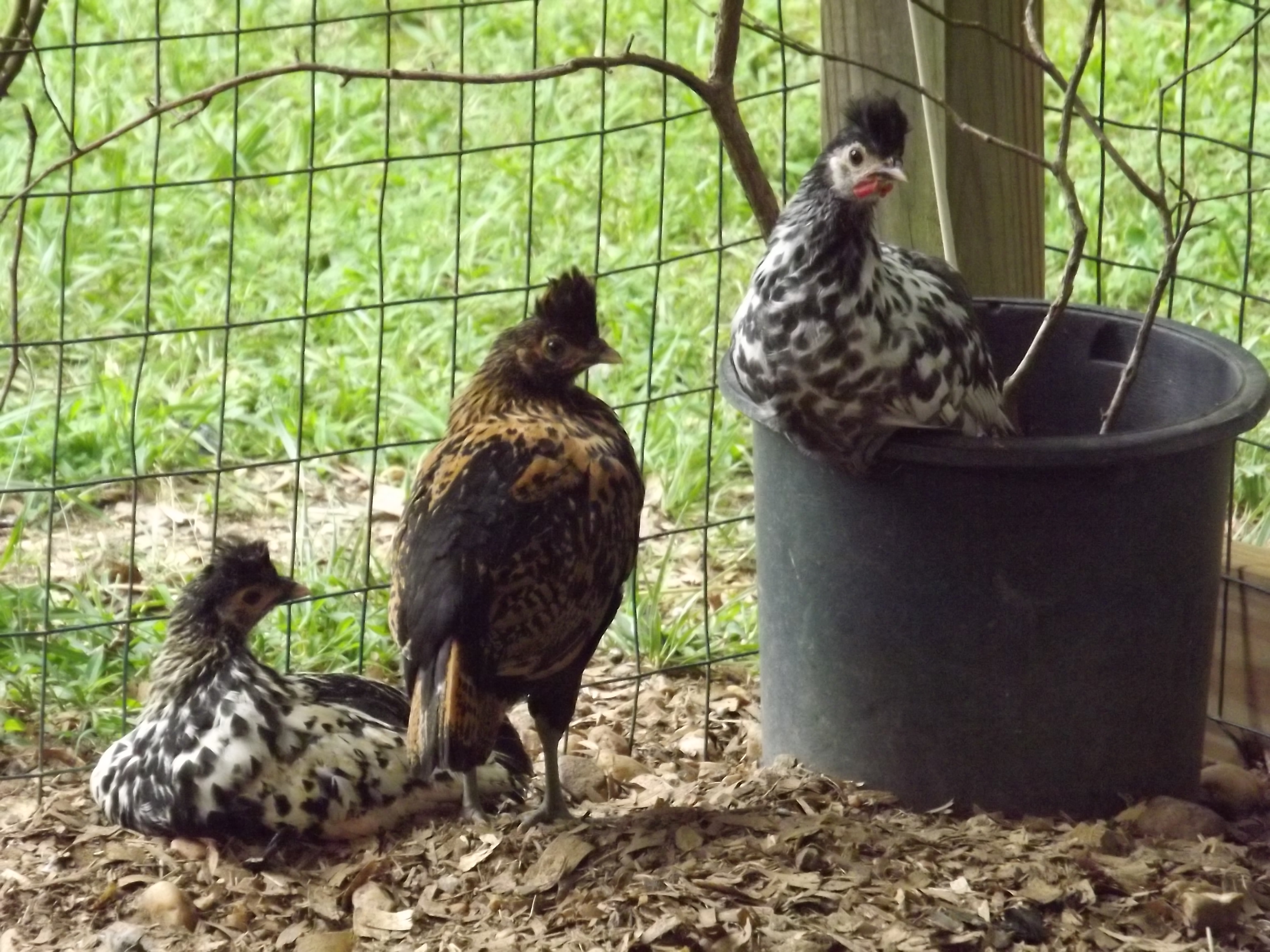 Here are some pictures of my Spitzhaubens and Pavlovskaya's. I will have chicks and hatching eggs available in late 2013.

Barking Chickens Farm email: barkingchickensfarm@yahoo.com