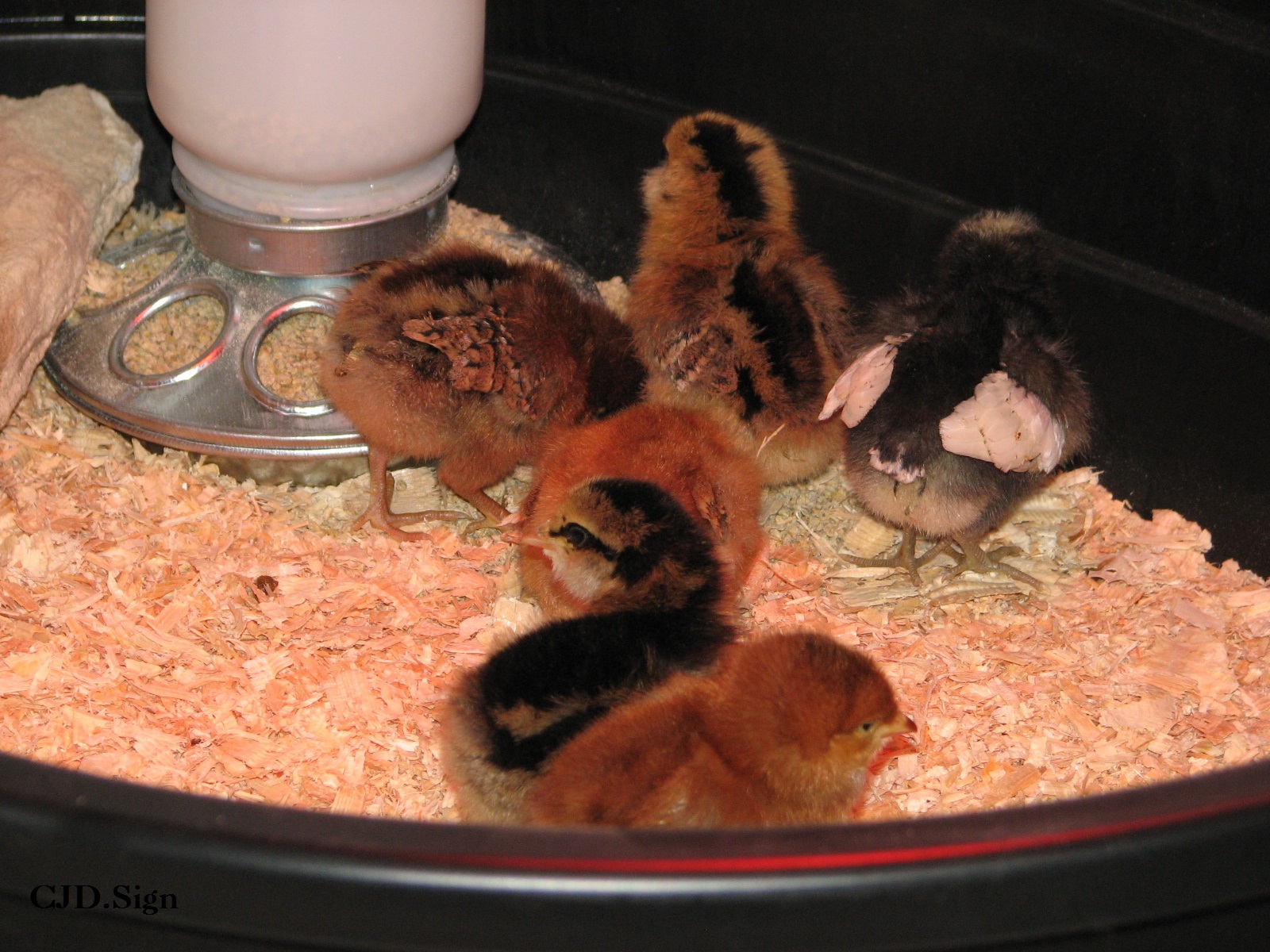 Here are the 6 girls on their first day home. The other girls came 4 days later.