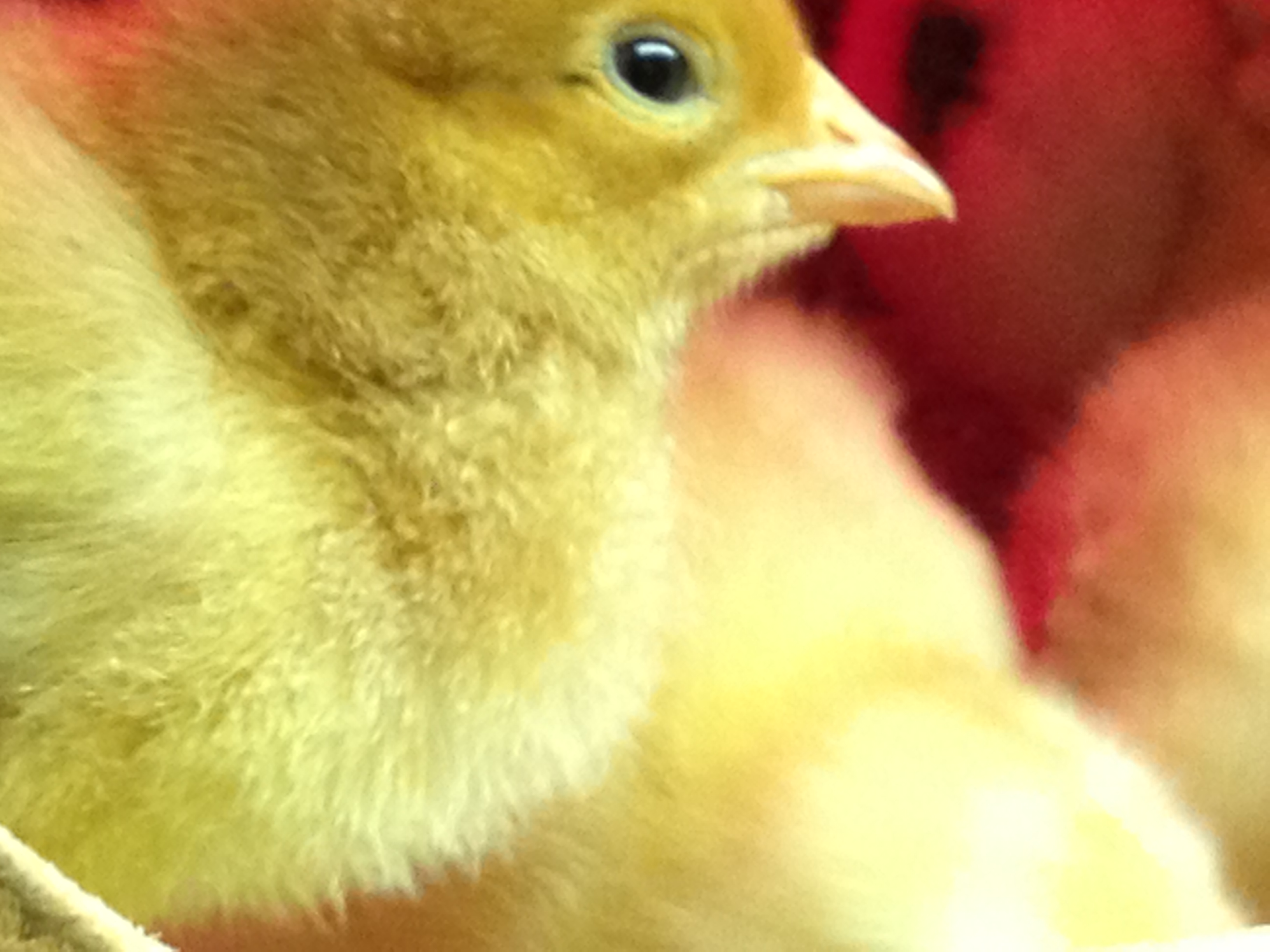 Here are the chicks (some of them) after being here six days. They arrived last Tuesday 2/18 and today is Monday 2/24.