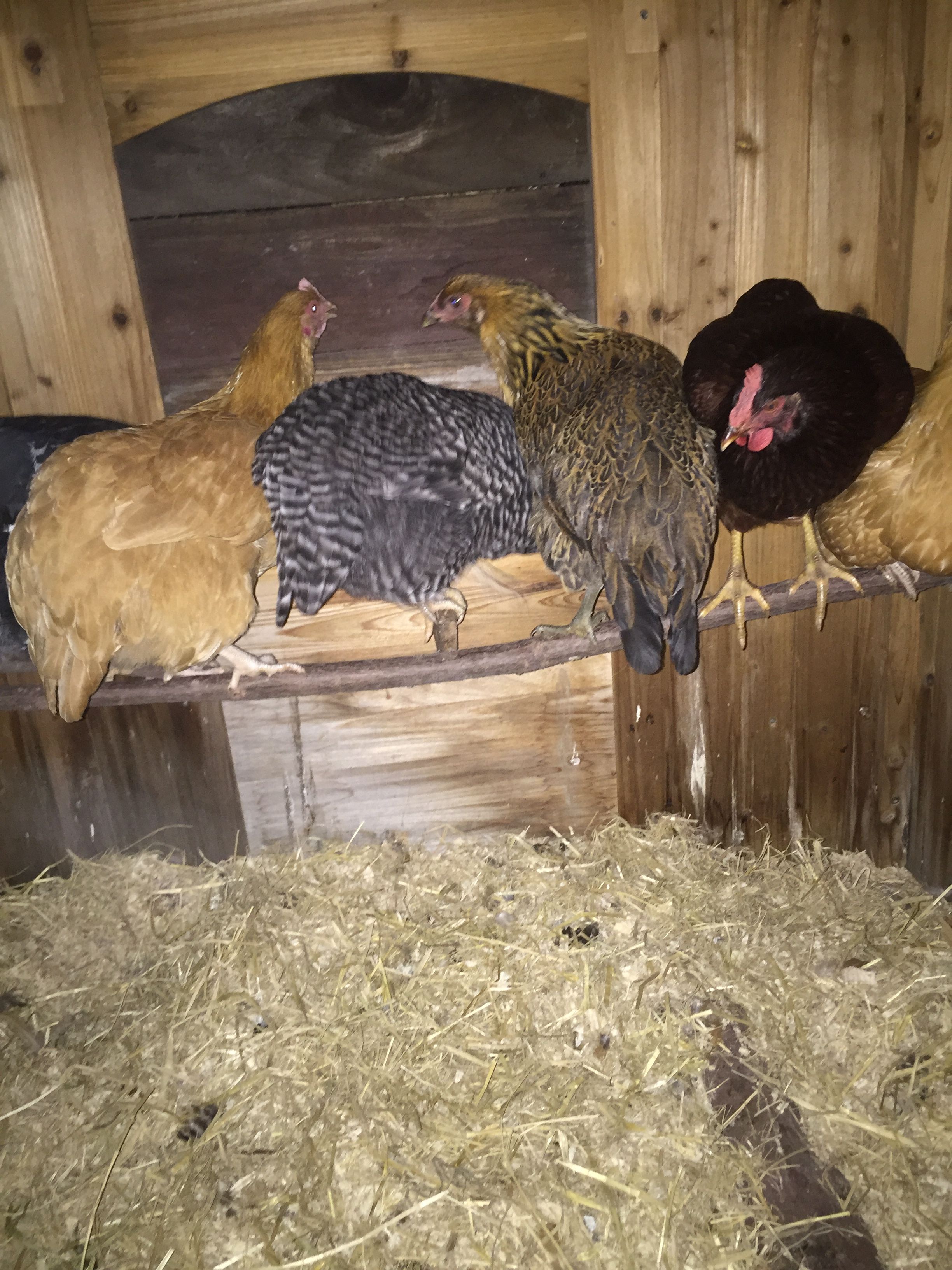 Here are the hens at about 5 months old, they all sleep on the roost now.