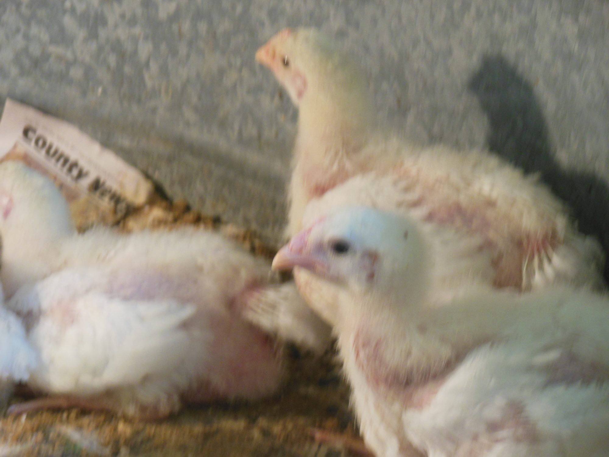 Here are the rest of my meat birds