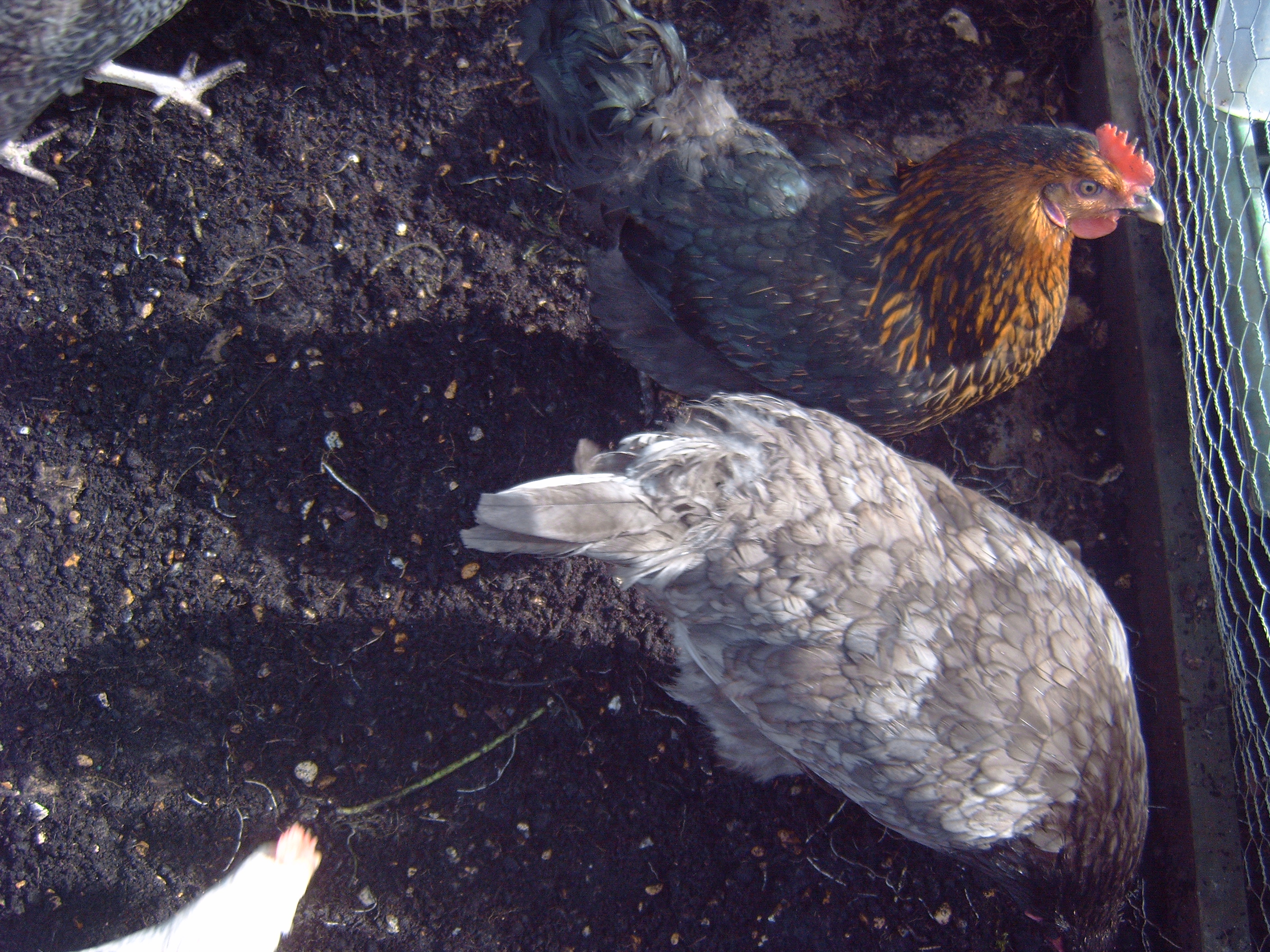 here are the rest top of pic is hilder, and at bottom is lavender.