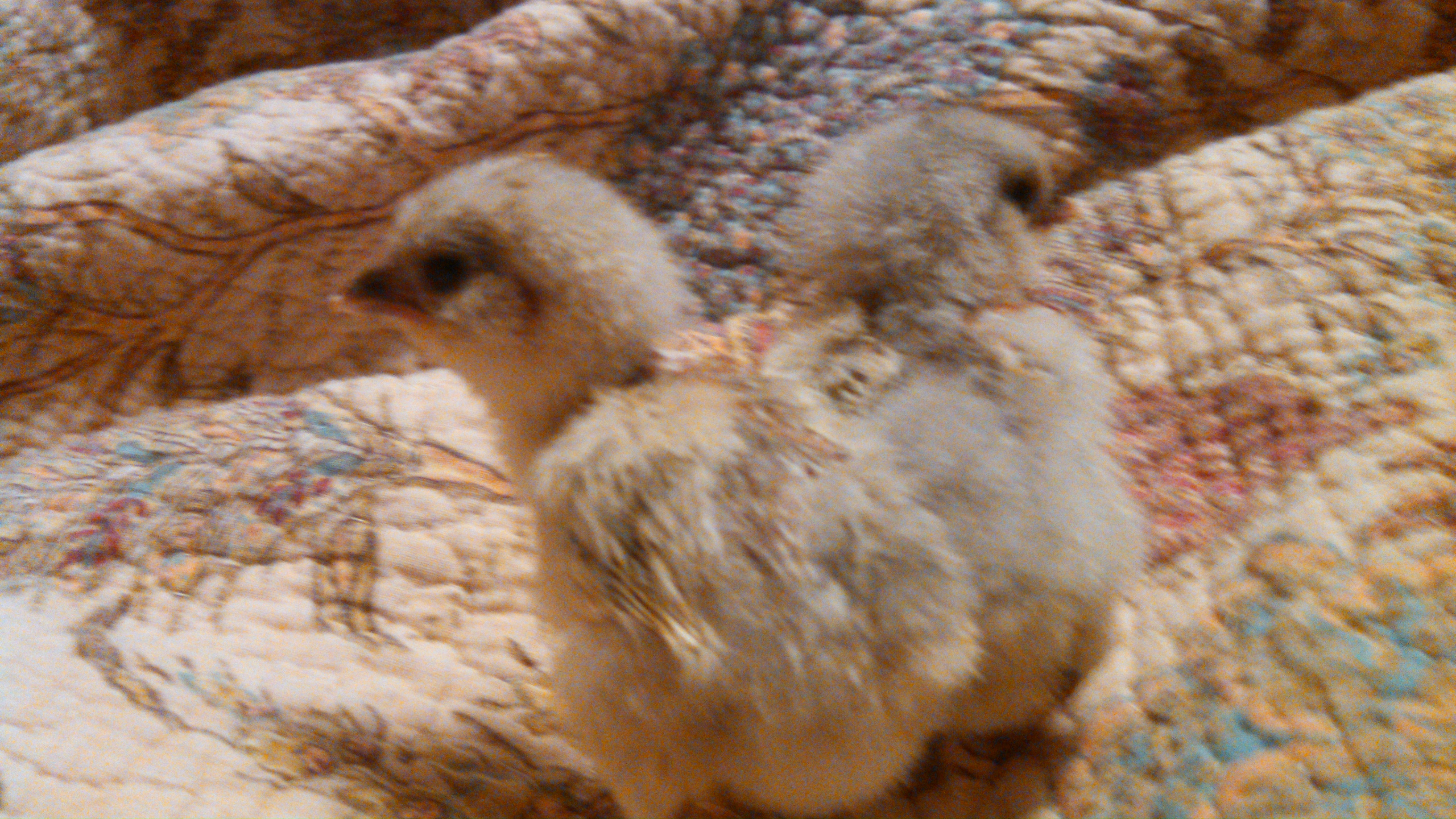 Here are the twins. Appear to be identical in coloring. Part Am. Has silver down (fuzz) and dark legs.