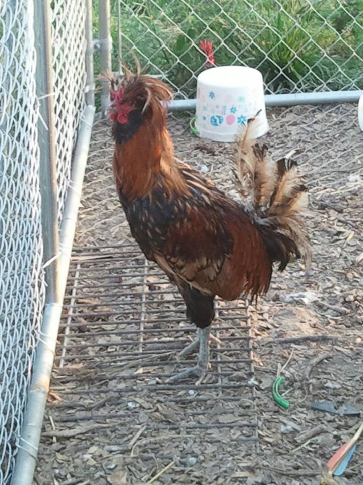 *
Here he is she has not had him too long. He is breeding rhode island reds, black australorps, barred rocks, and leghorn. I don't know which one the baby came from!