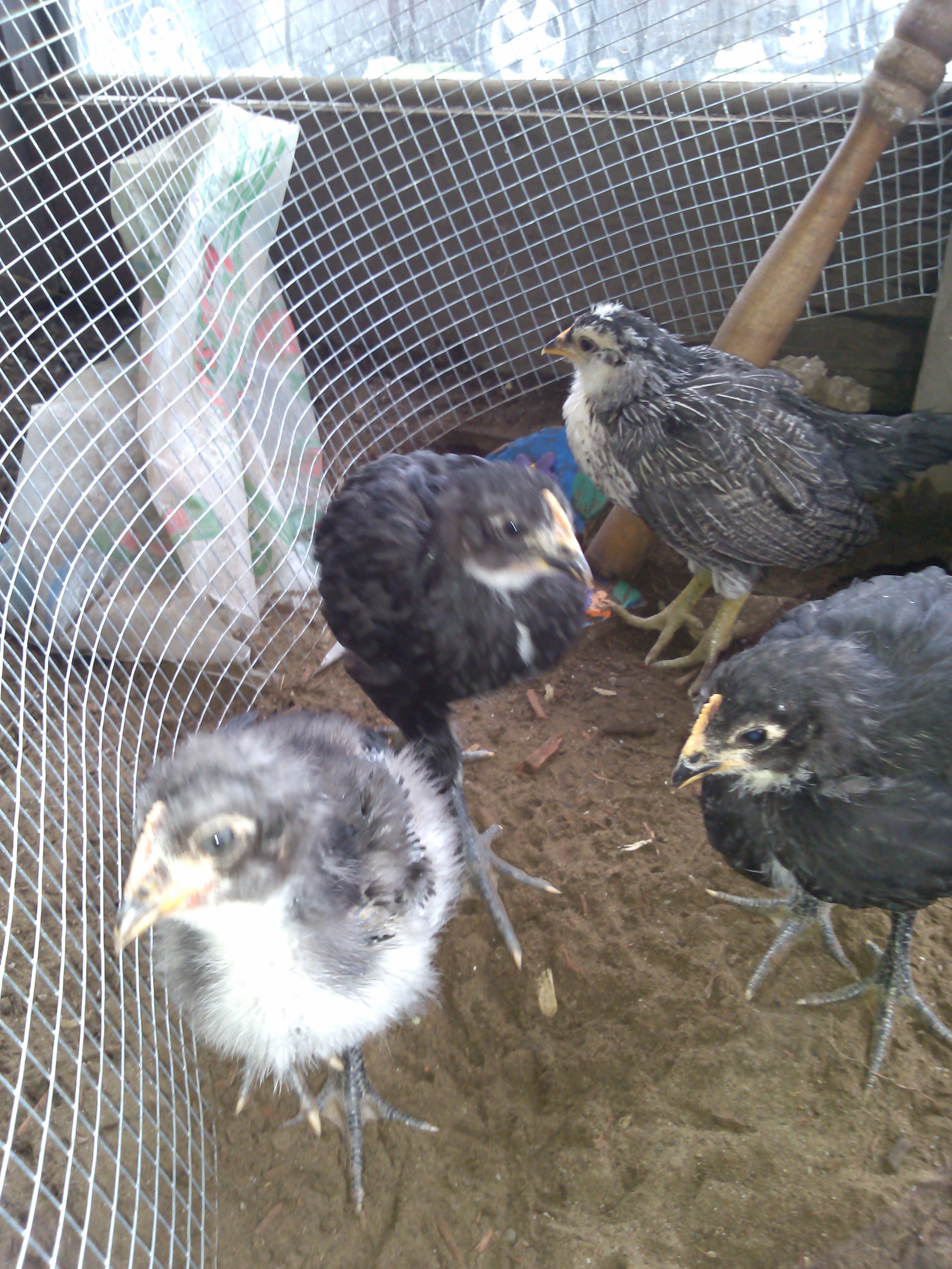 Here he is with his sisters. They are about 5 weeks old. I got them all at same time.