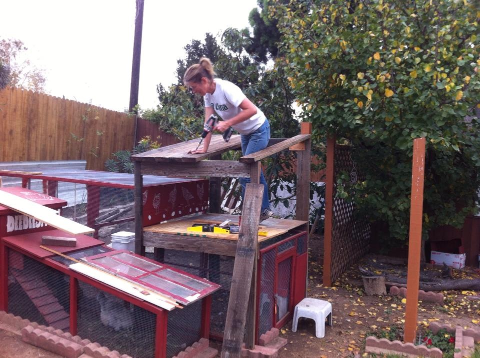 Here I am building a new 4x4 coop, above the 4x4 run I had gotten from Craigslist. The coop was going to connect to the 8x4 run (also free, from Craigslist), which I placed next to the 4x4 one. The two free runs did need quite a bit of repair, and paint.