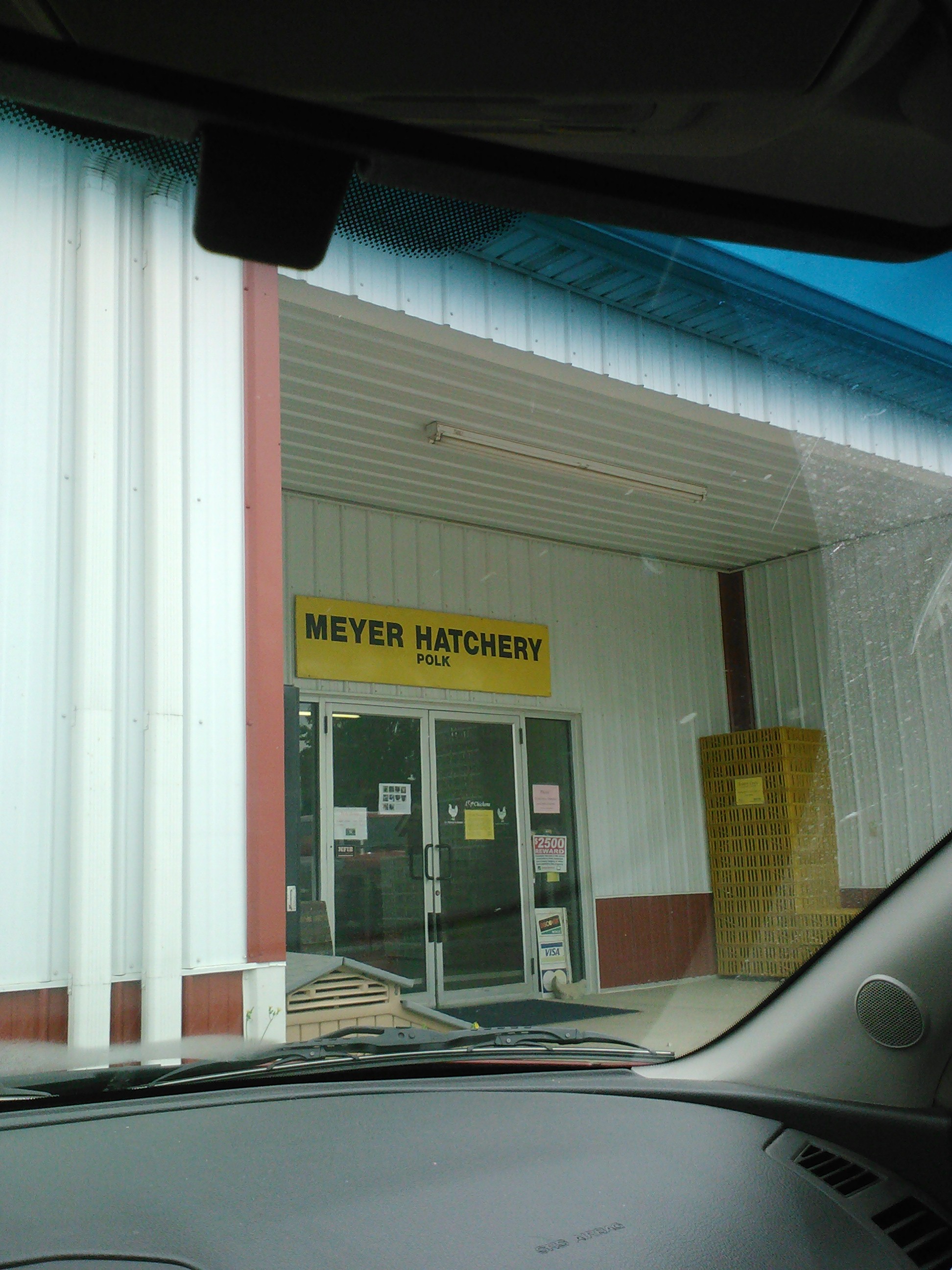 Here  I am picking up my babies today. Hubby is not to happy with me, I think he thought we would just keep talking about getting chickens again,  But getting them before he has the coop done is my way of seeing to it he gets it done. Don't get me wrong he is a good man, he just isn't into critters like I am.