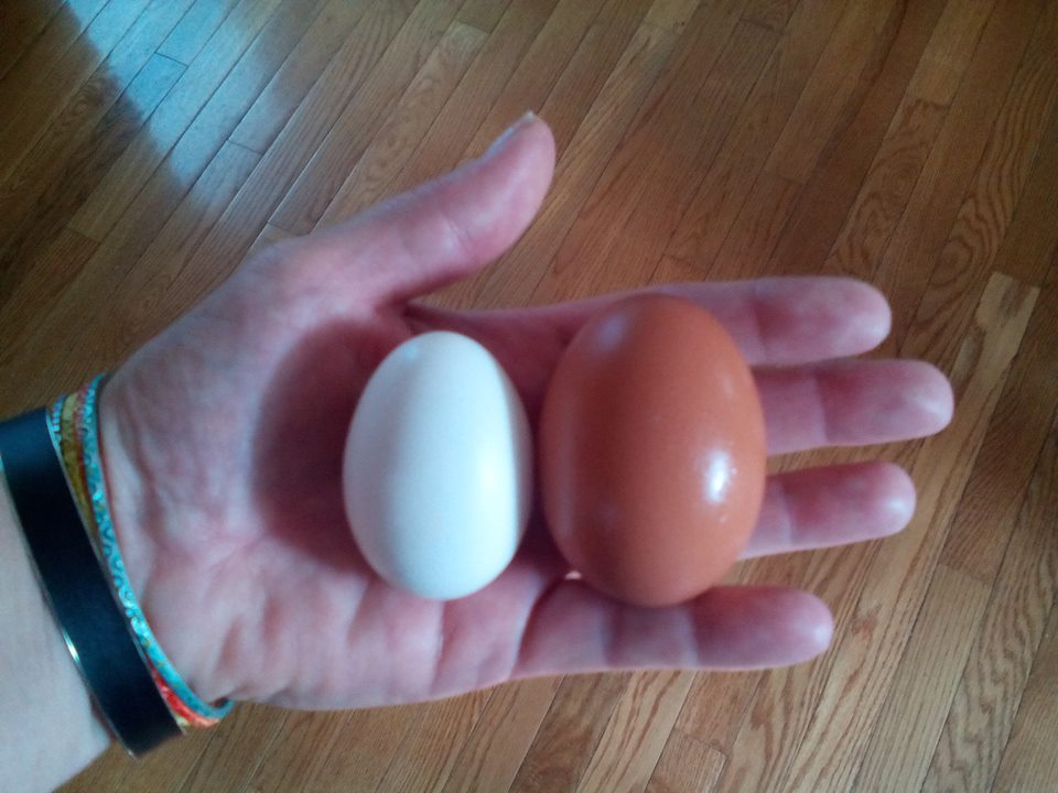 Here I just had to note the size differences between our eggs - look at MONSTER size of that brown egg!!