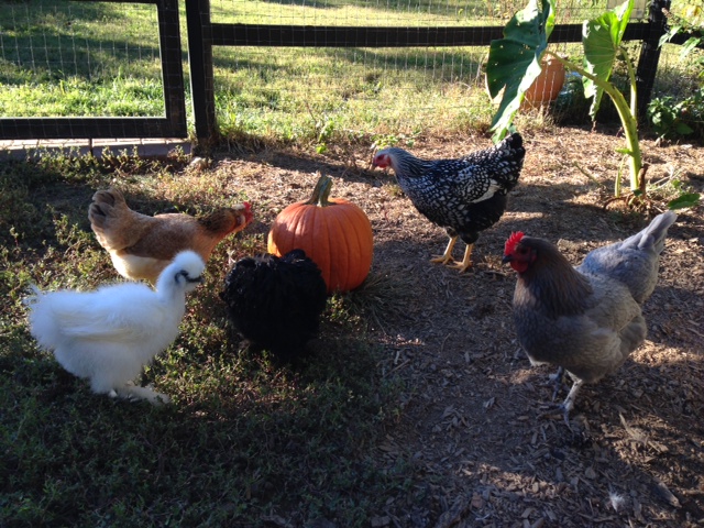 Here I thought the girls would enjoy a long snack of pumpkin. But no, they are treating the orange ball like an alien invader - too curious to stay away, but too scared to do something about it for over a week now!