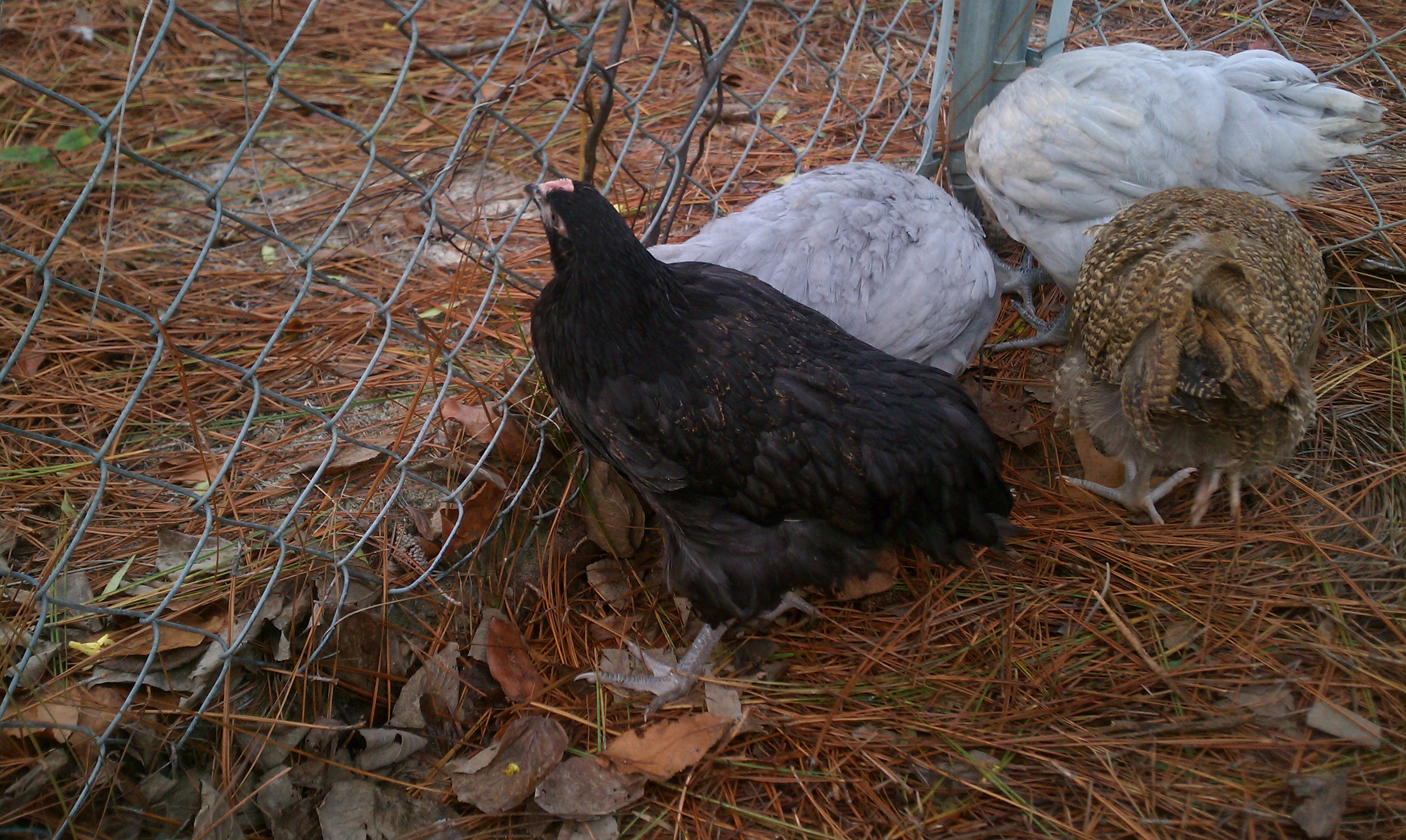 Here in the front is "Buckeye". When she was about 3 weeks old she developed splay/spraddle leg and was down for a week before we fixed her. We thought she was a gonner. But with all that TLC she is the sweetest lil lady!!!