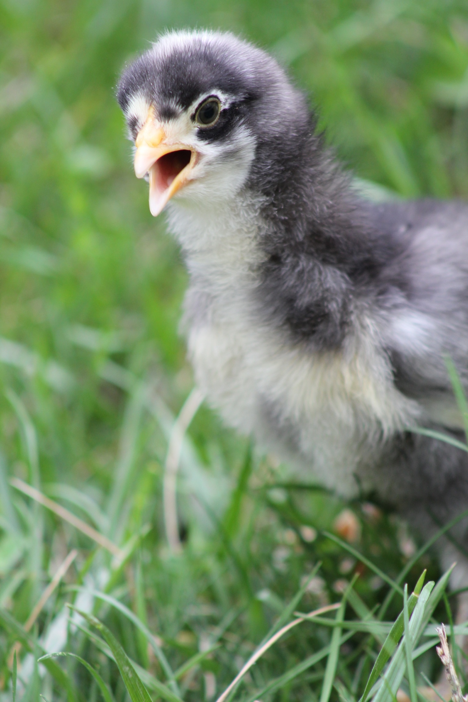 Here is a newer pic, 2 weeks old.