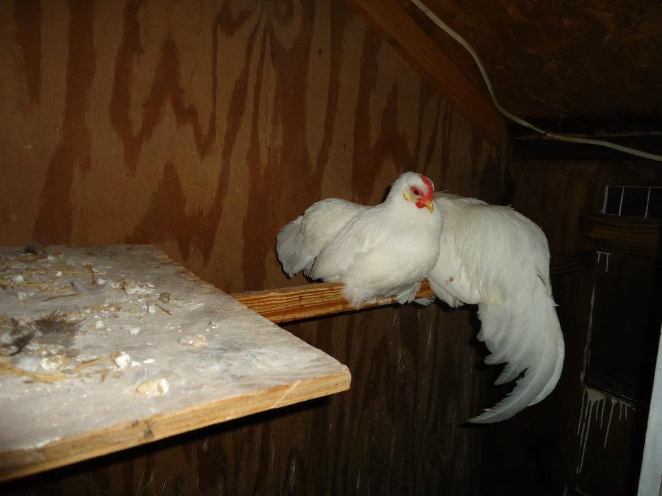 Here is a pair of our White Leghorns
