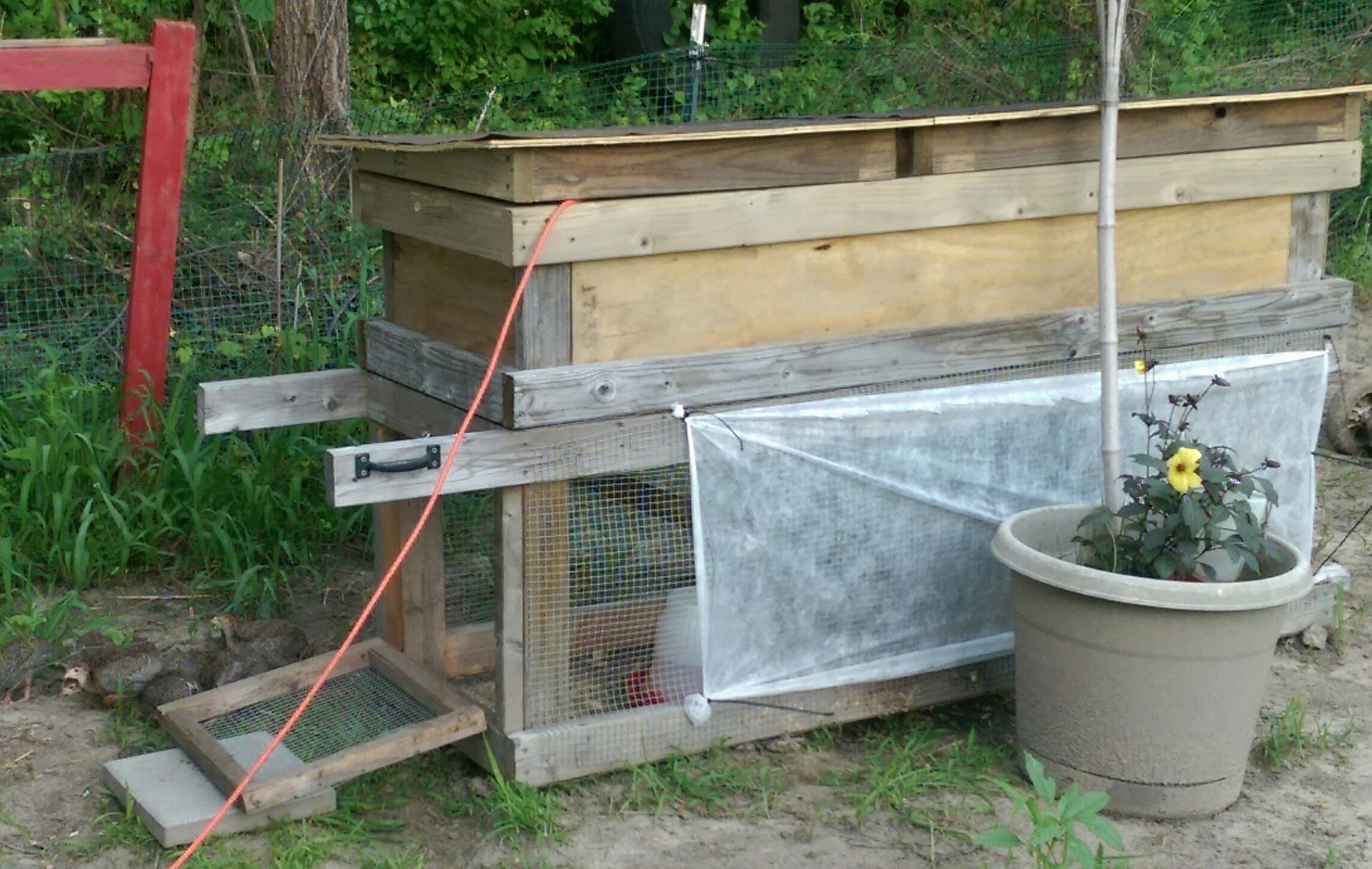 Here is a picture of my week 3-4 outdoor brooder.