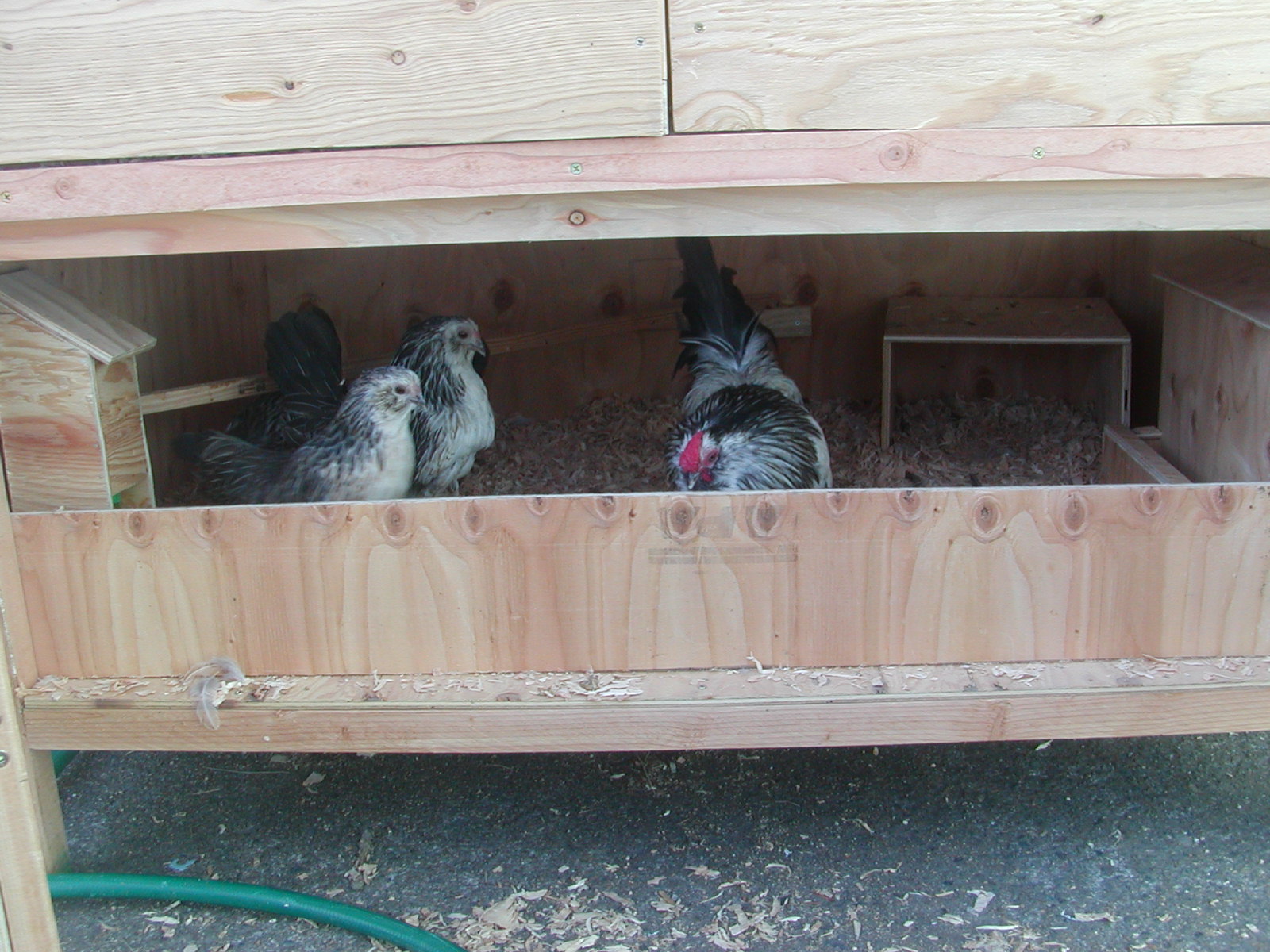 Here is an inside view of the lowest pen with a trio inside!