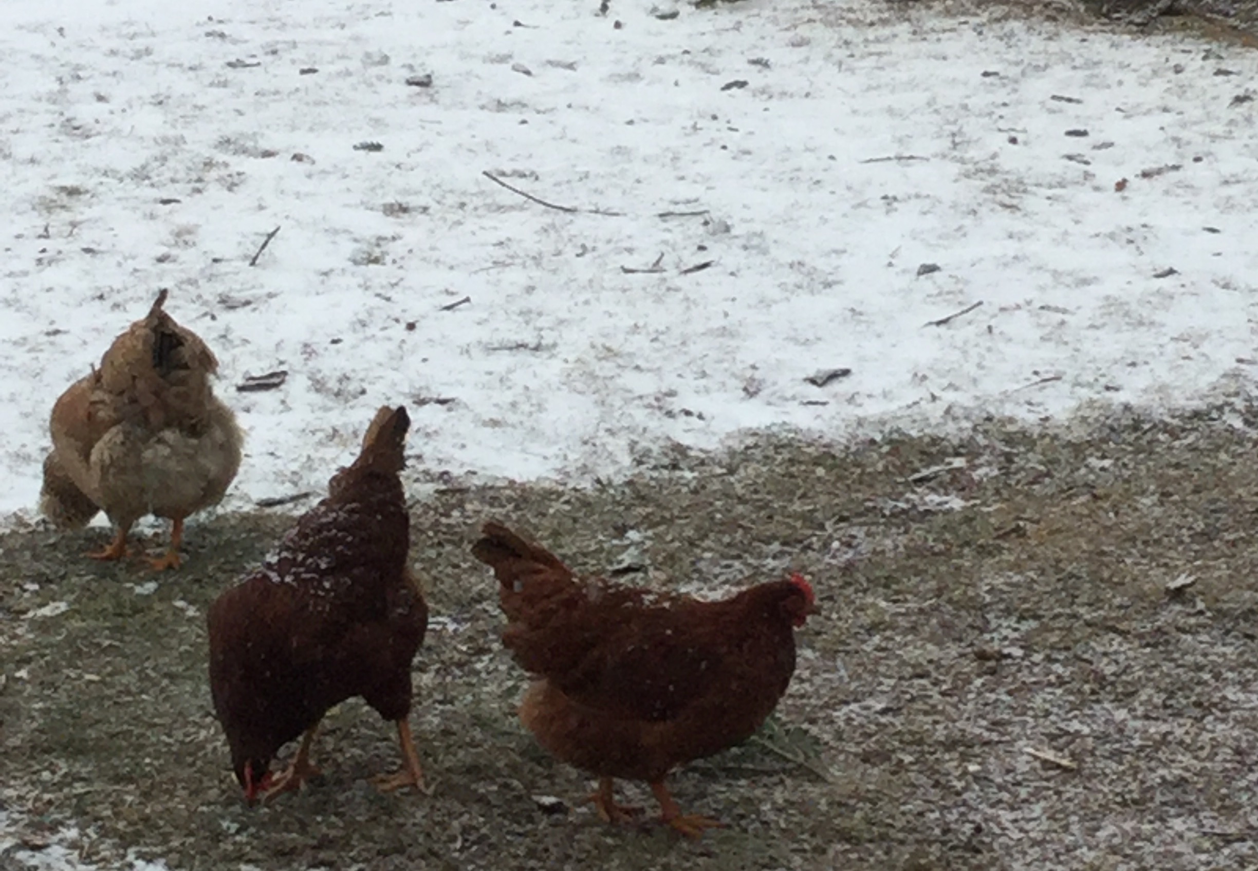 Here is another pic of the chickens in the winter they wouldn't go in there pen so they wanted to stay out in the snow the middle one is another pic of Lexi she is a pure bred Rhode Island Red. And then the one on the right that's Roada she is an EE and Rhode Island Red mix. Then the one to the left she is an americauna silver penciled rock barred rock and salmon faverole mix she is the mother to chicks in pics 6-8 and then in pic 11 and then also pic 15.