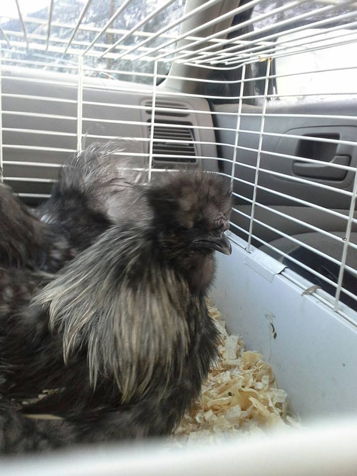 Here is beast on his way home