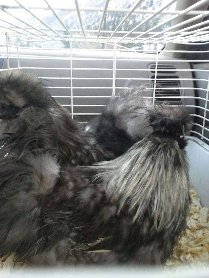 Here is beast on his way home