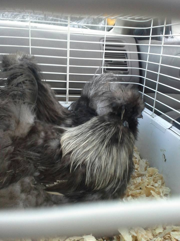 Here is beast on his way home