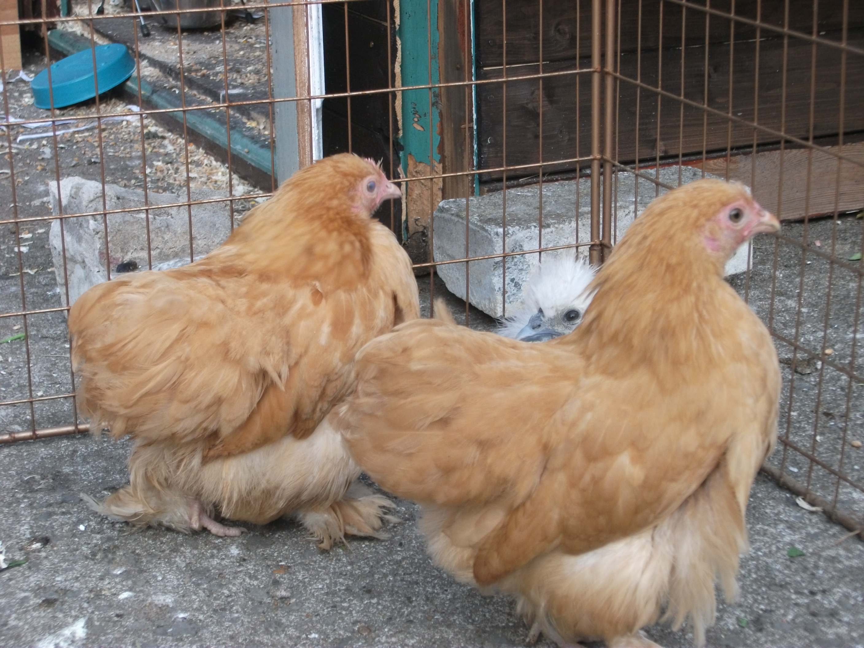 here is Biscuit on the left and Ginger on the right and snowy in the middle behind ginger XD haha