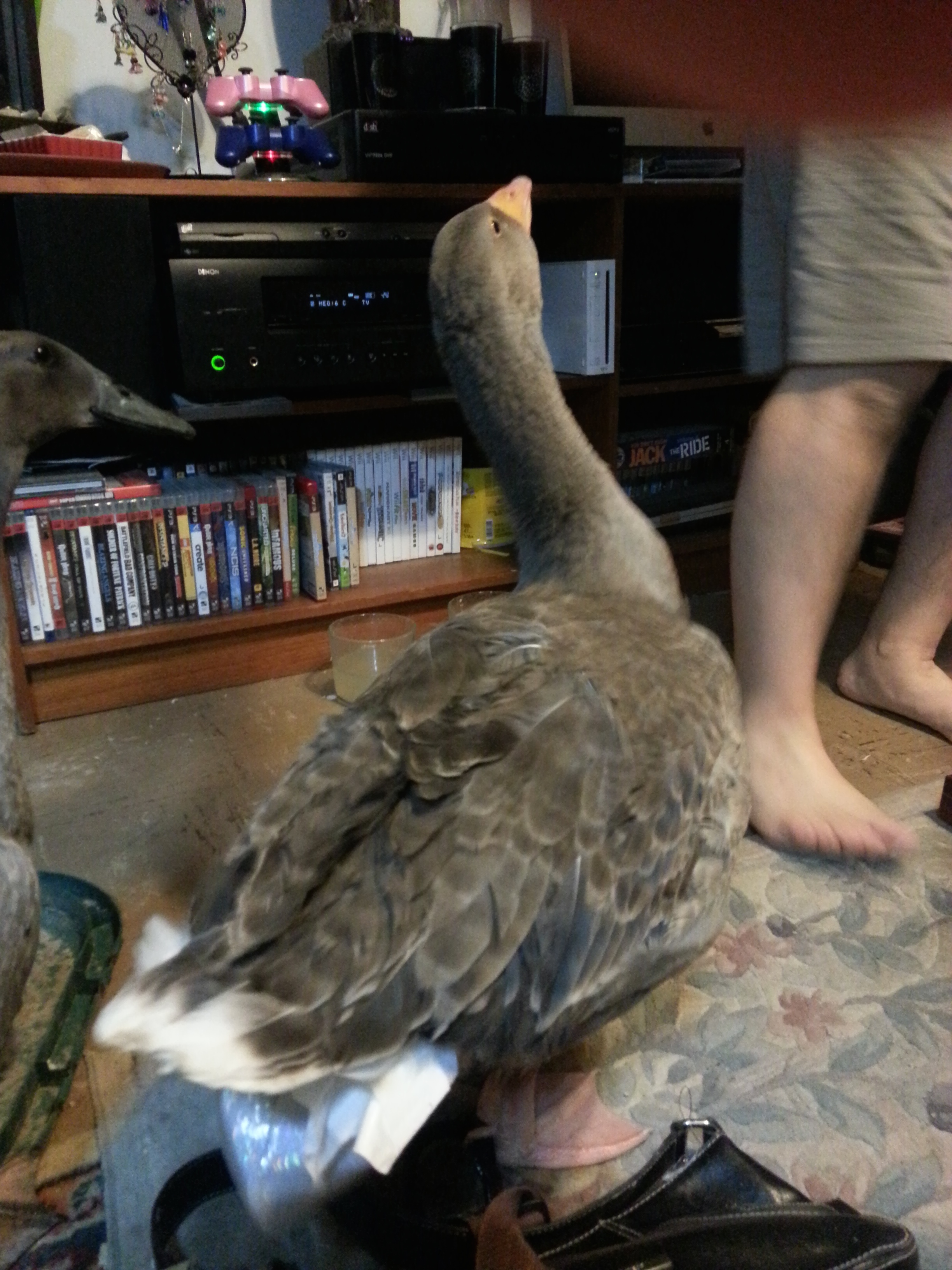 Here is Bonnie wearing her sparkly diaper, made specially for her from PartyFowl.