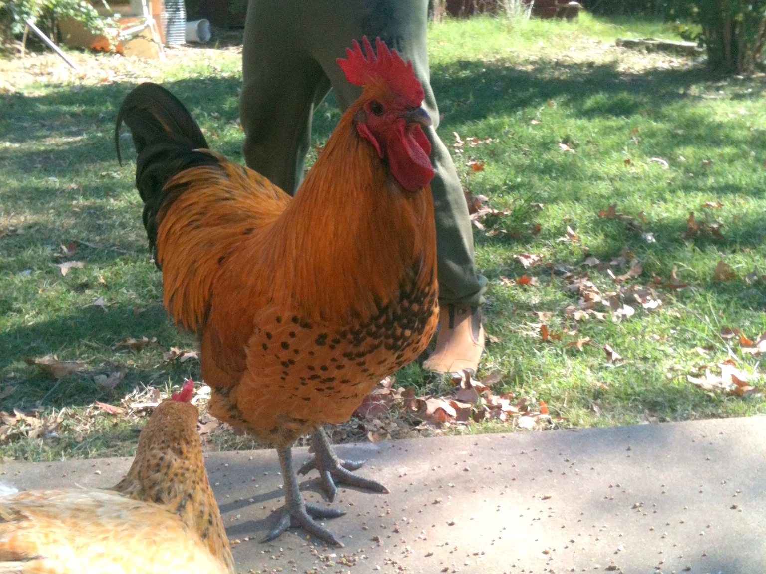 Here is Brownie... named as a brown chick.  He matured to the most gorgeous golden color... such a beauty!