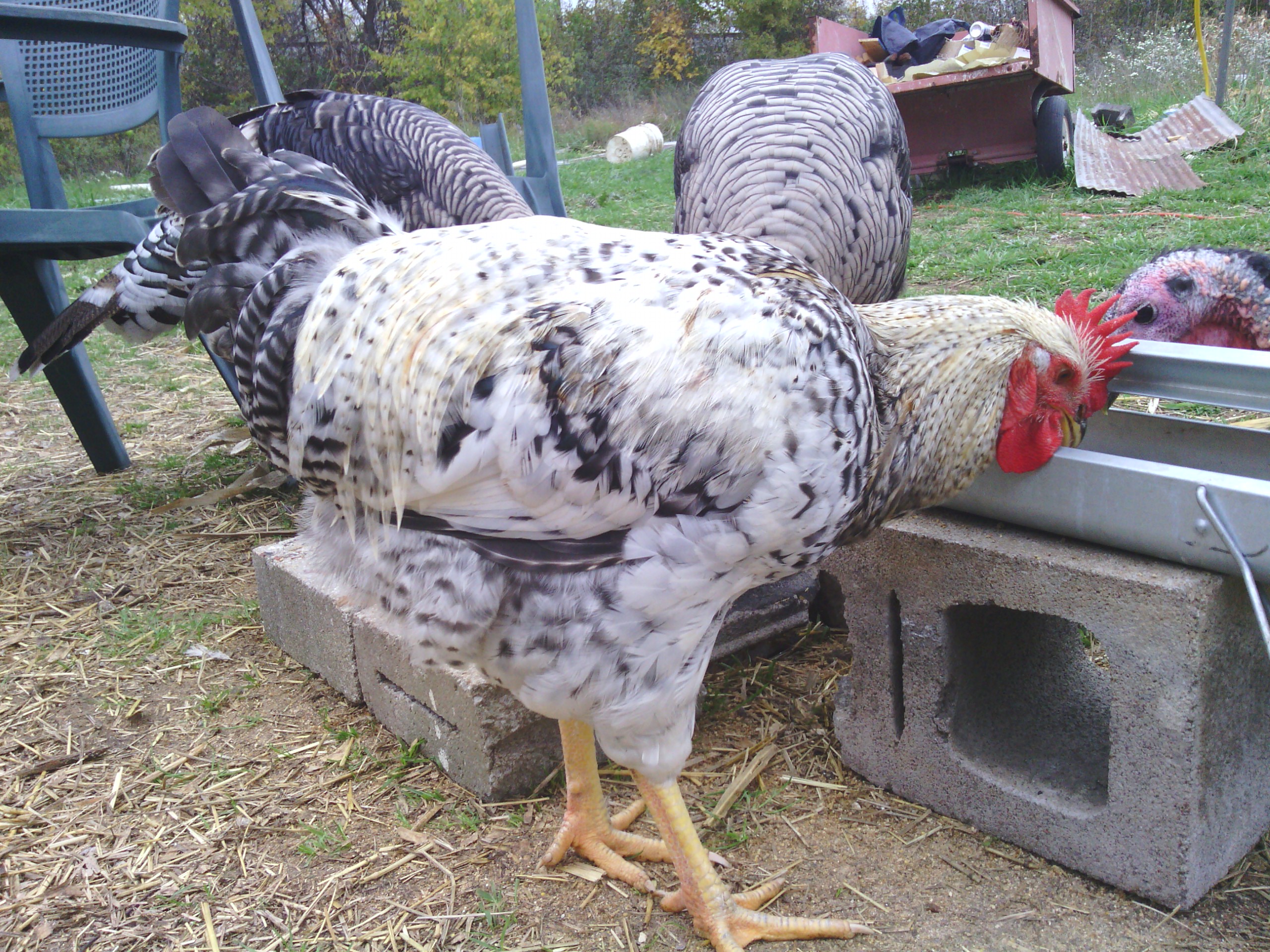 here is Clyde I am not sure of his breed