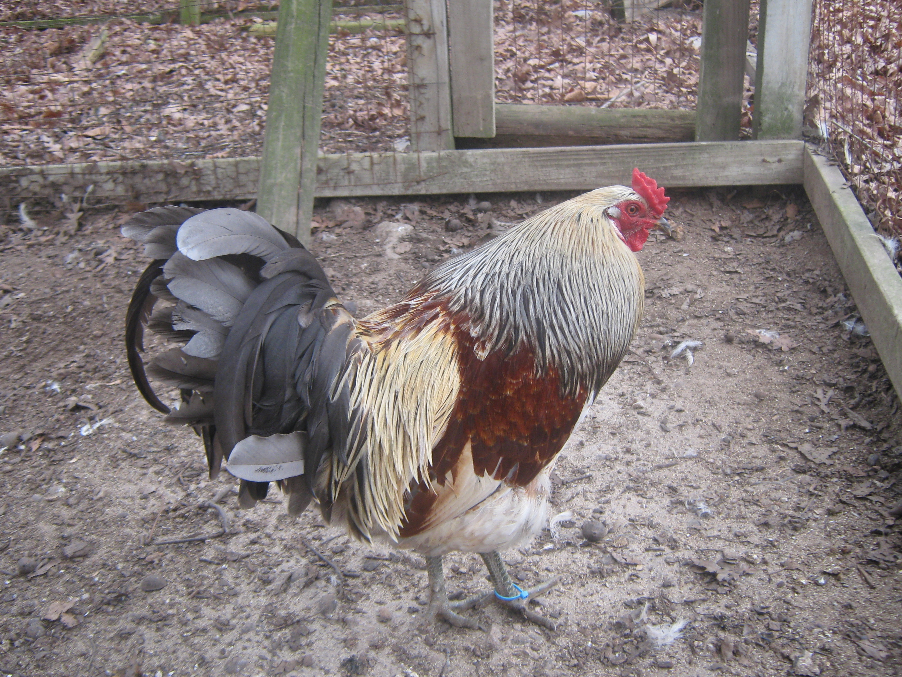 Here is Darcy one of the EE's i got  that was so sickly and wormy,, he is gorgeous now and loves having his own girls.
