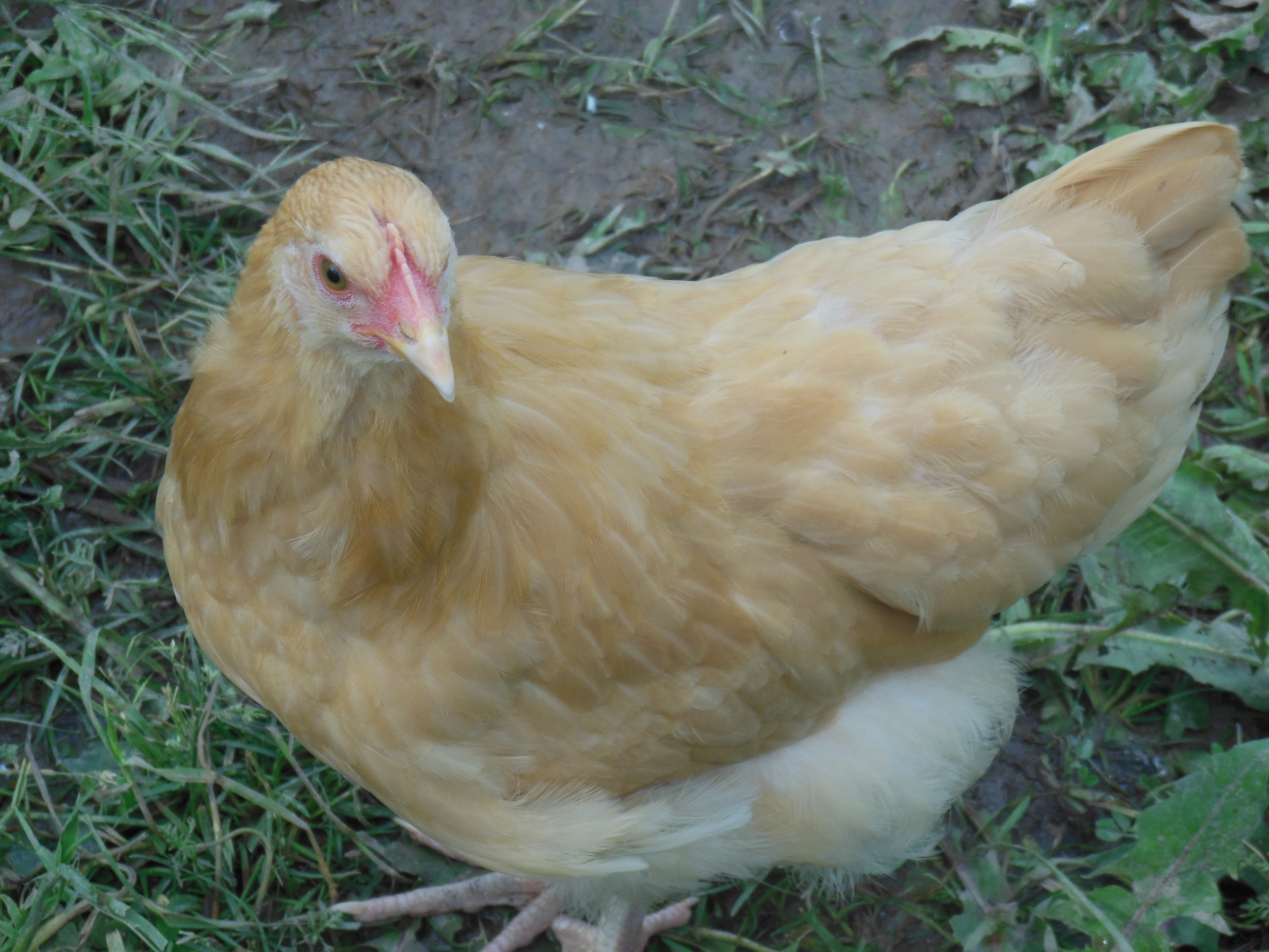 Here is Elenor