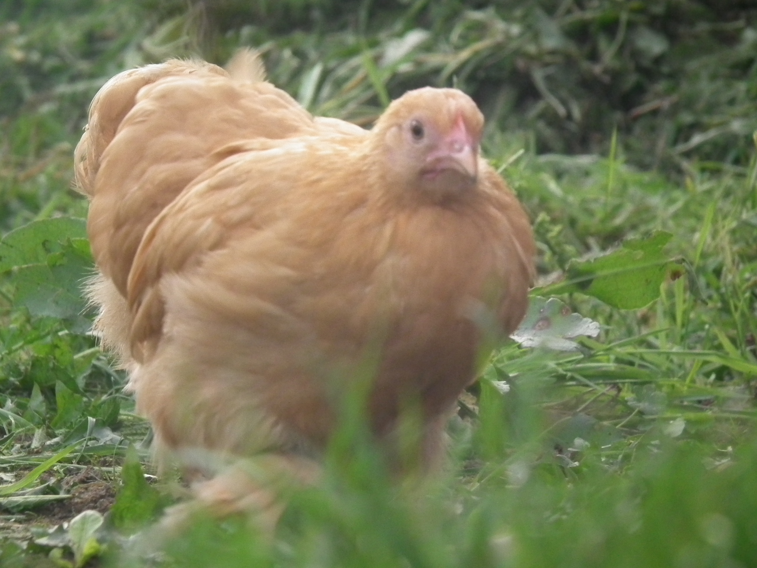 here is Ginger exploring our garden when they were left to explore :3