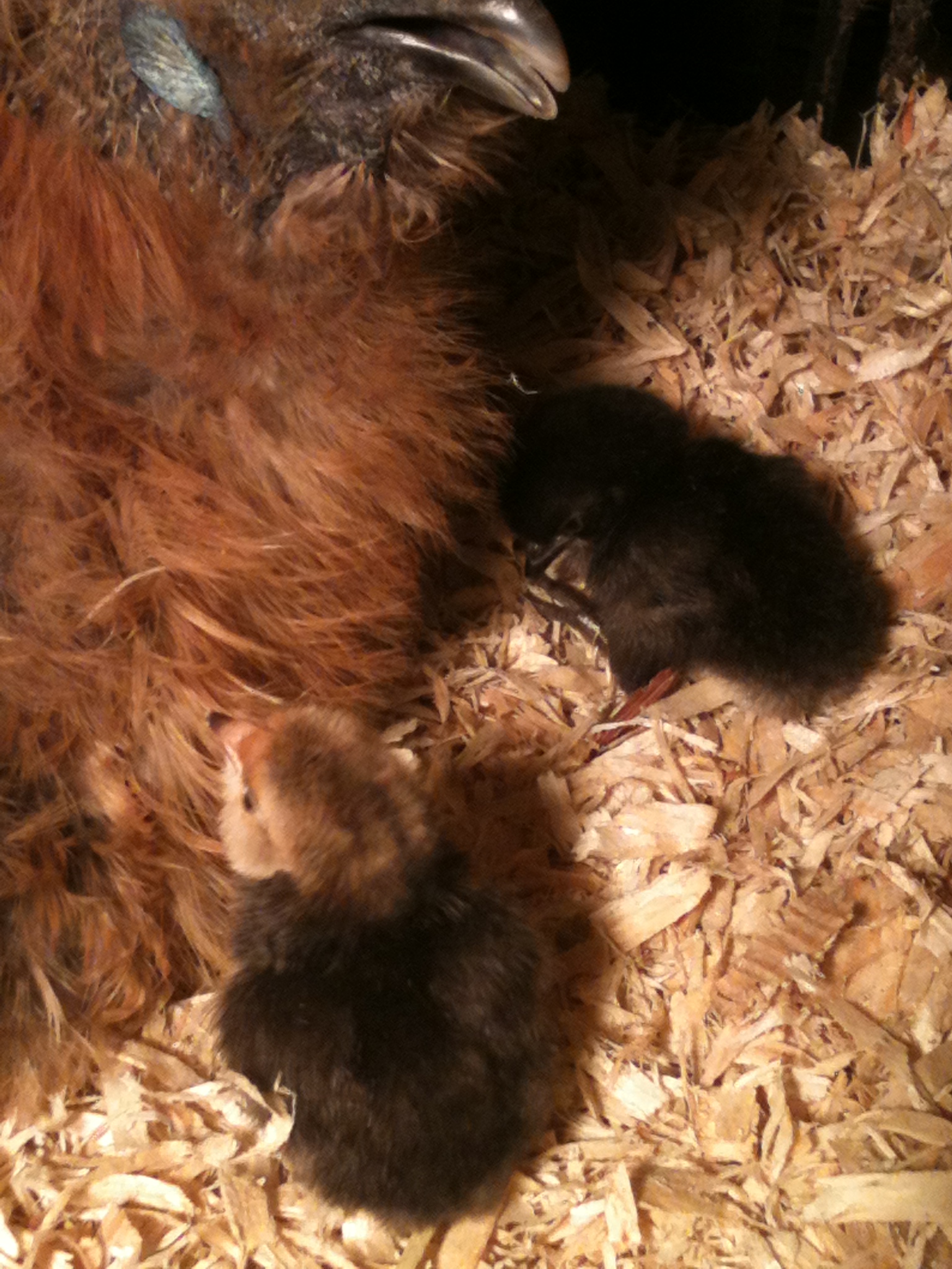 Here is Ginger with my little sweetie who is trying to get up to her face but can't.  So cute.