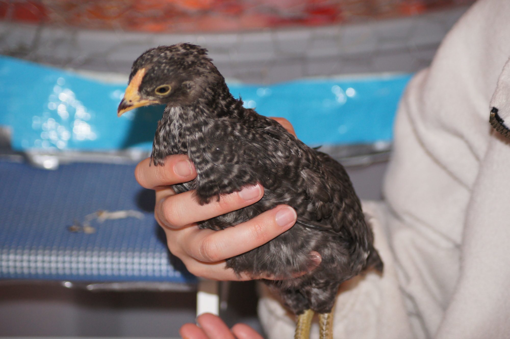 Here is Henrietta, my dominique
she is one week older than the others
but not sure she will hold her place as 
top of the pecking order
she was skittish, but now is getting bold
and friendly when i come to see her