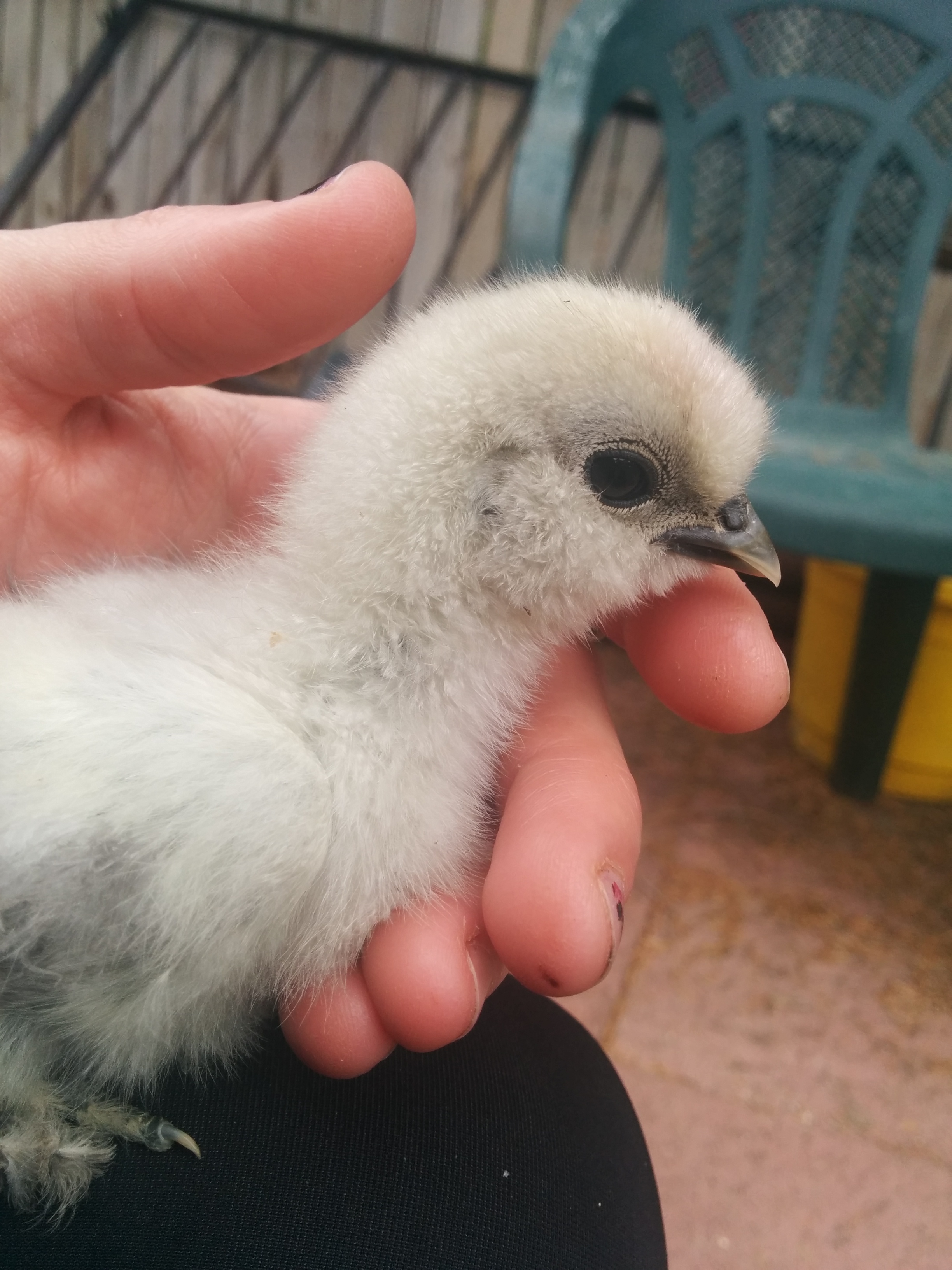 Here is Lady Stardust when she was 2 weeks old.