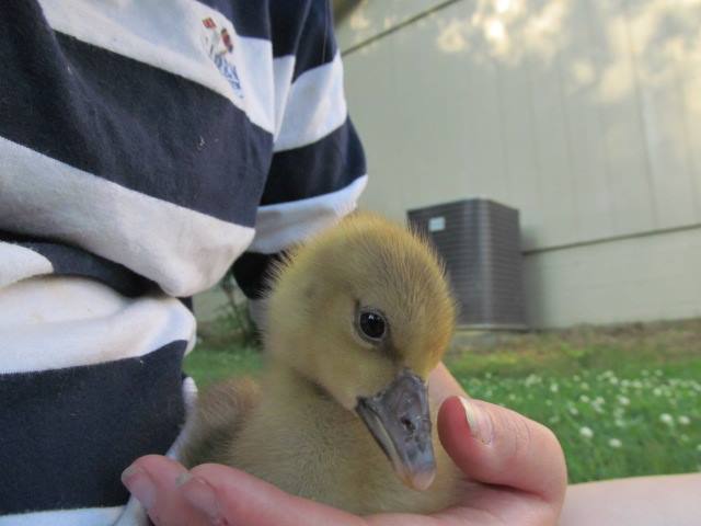 *
Here is Lucy Goosey, as a baby