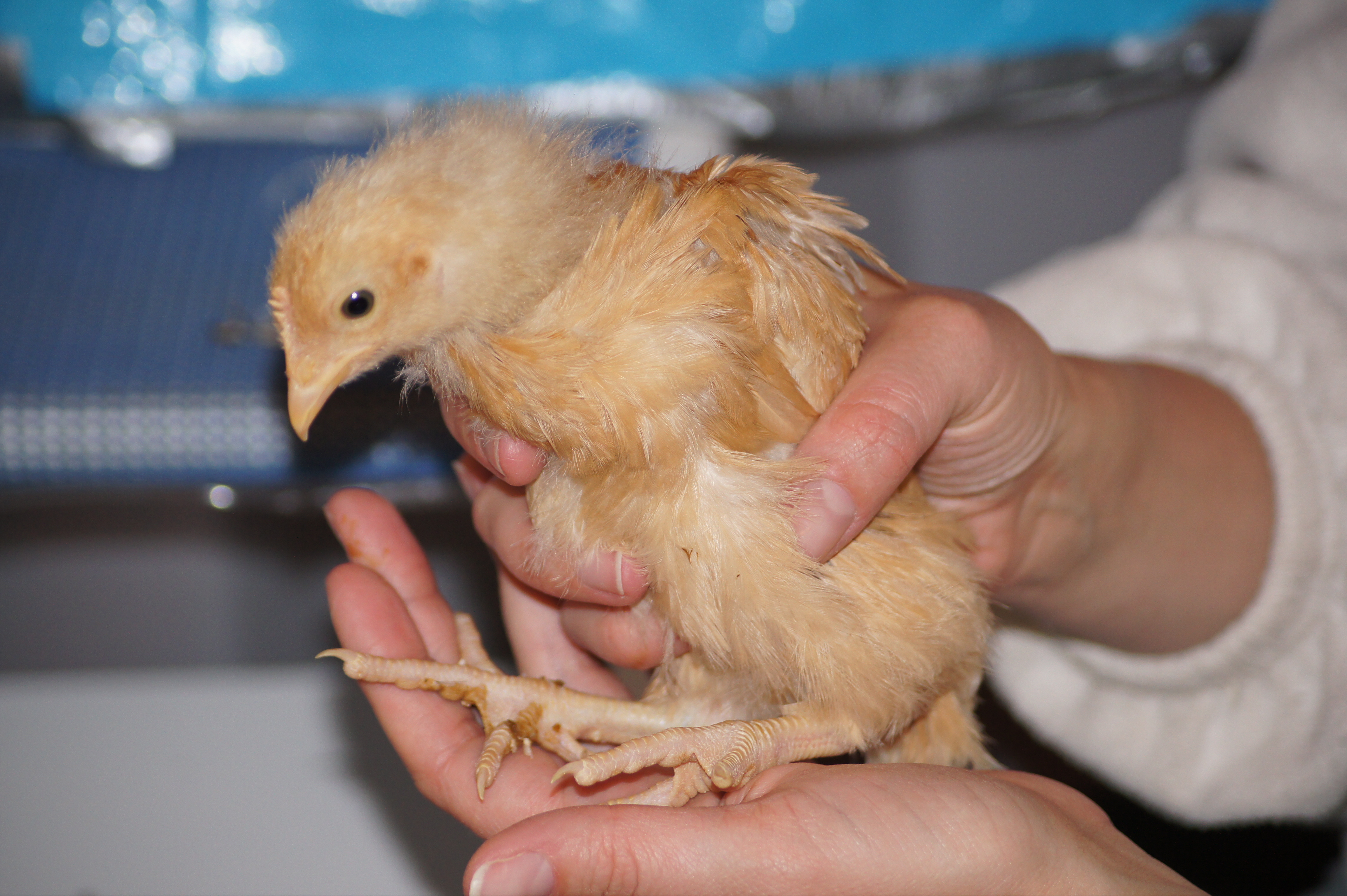 here is Millie a buff orpington
the sweetest of all of my chicks,
and I think she's at the bottom
of the pecking order