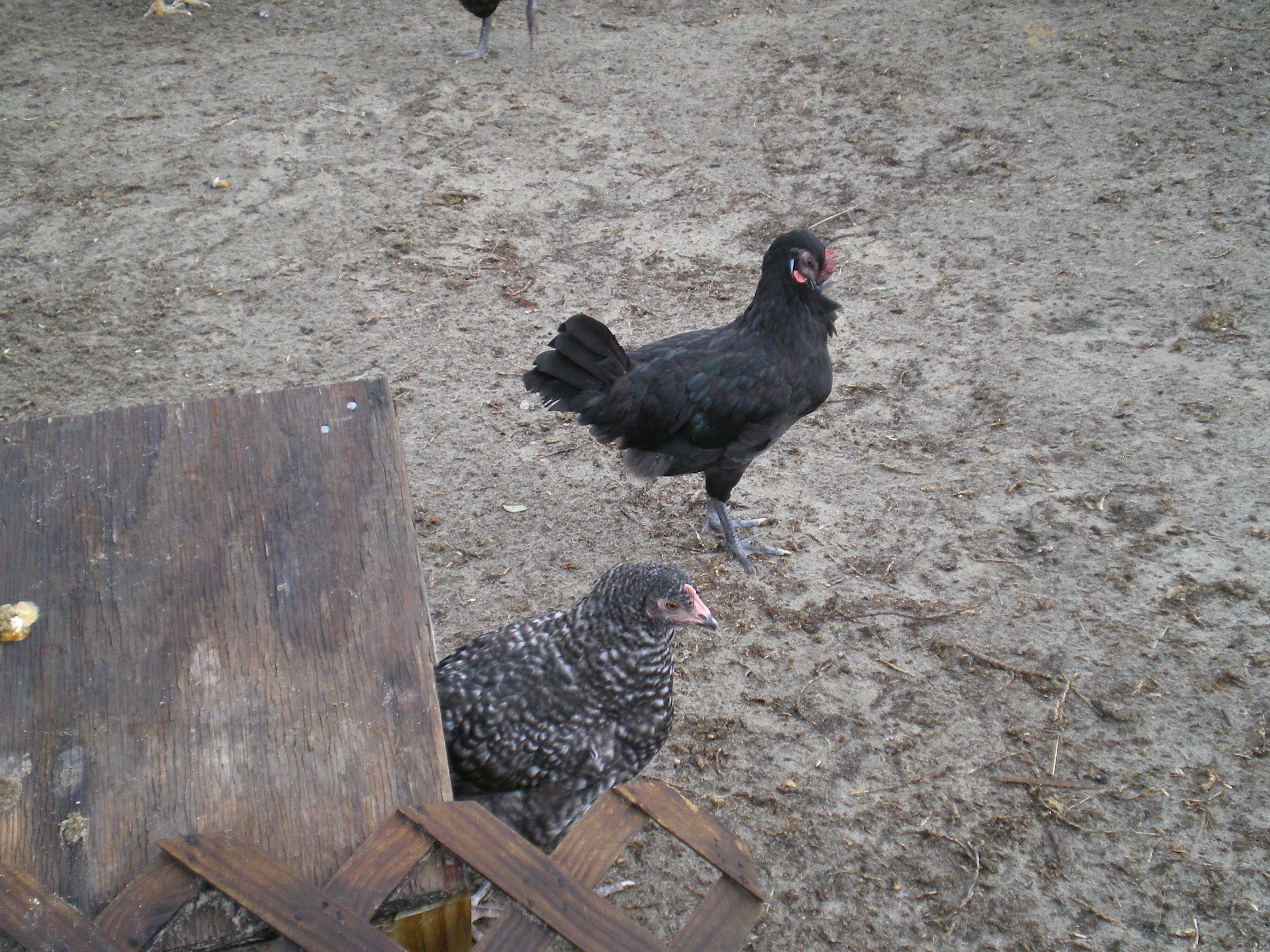 Here is Minorca and Maran both same age...15 wks.