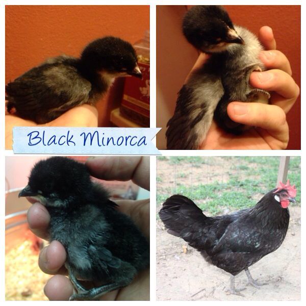 Here is my Black Minorca pretty sure this one is a hen because of its wing tips at a day old and also it lays flat back when held by the legs.
