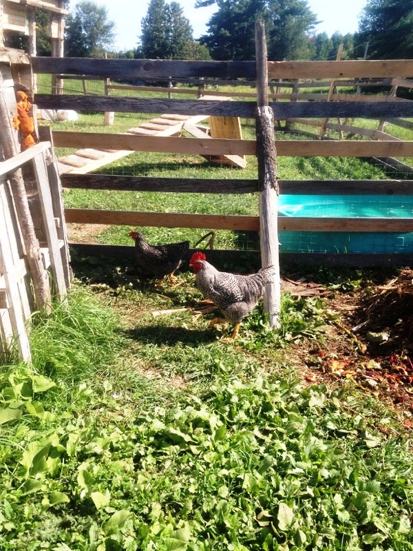 Here is my boy, Pepper at 19 weeks old today. You can't tell by the picture, but he's chasing the hen behind him. OMG!! It's constant! Poor hens. I have to pen the 'ol boy up separately at night or my flock won't go in the coop. I think he found some chicken Viagra or something. Maybe he's just young...?