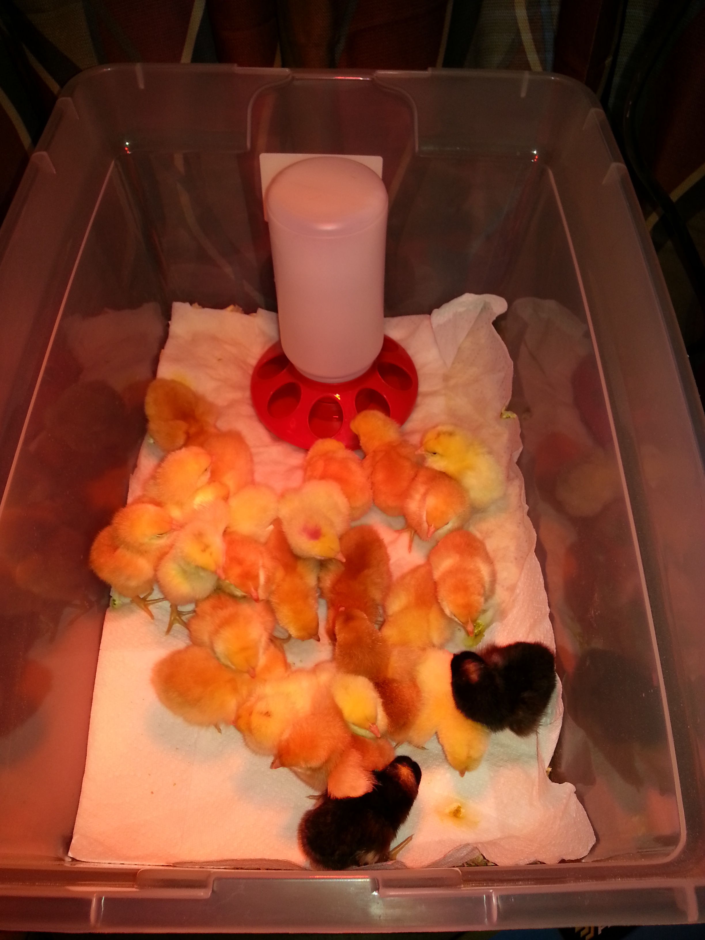 Here is my brooder for 8 chicks, guess I will have to improvise tomorrow. I will let them all settle in to the new flooring and surroundings before I throw them another curve ball...