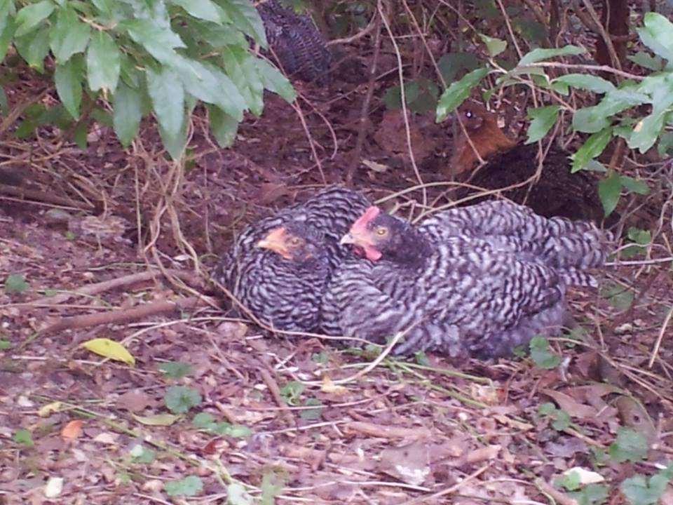 Here is my Cuckoo Marans cockerel and my Dominique hen sitting in the cool of the woods at the edge of my lawn. 
This Cuckoo Marans is the same as the other photo in this album.
