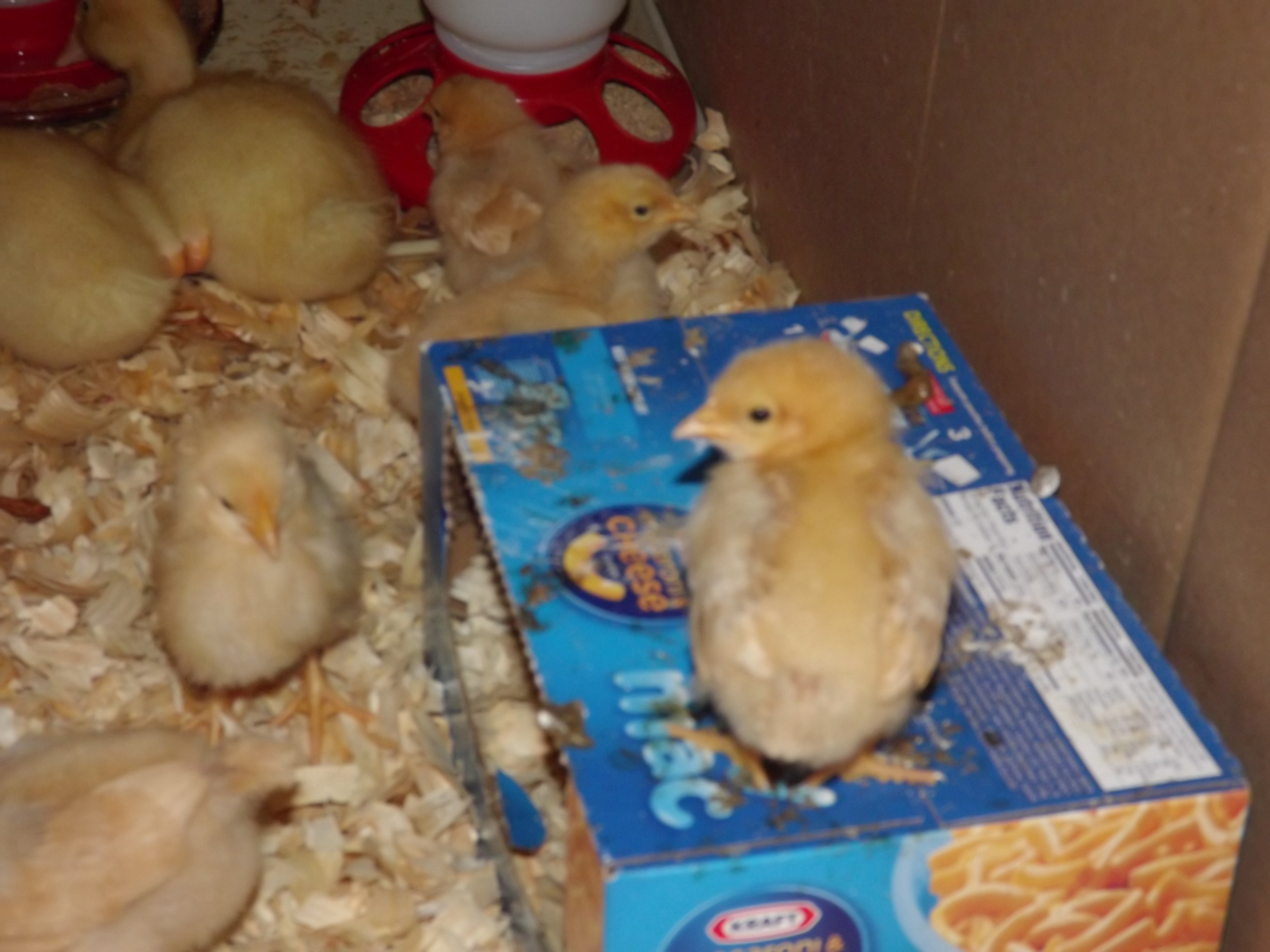 Here is my Easy Mac n Cheese Box...The chicks like to sleep in there....I put it in there to give them something to roost on or play on or for whatever....