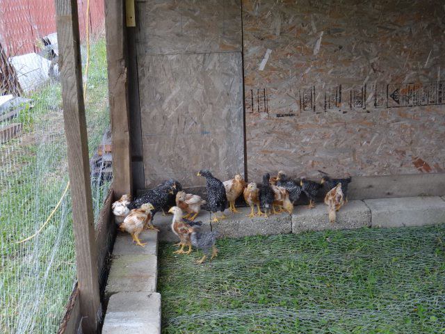 here is my first flock