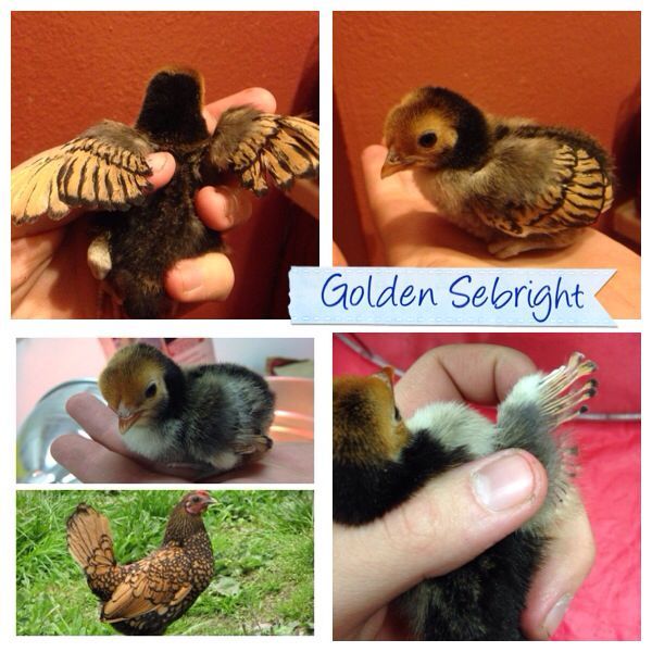 Here is my Golden Sebright. I was pretty excited when I got this one. There was some Silver ones too, I should of grabbed one, but I am sure there will be more later =)
