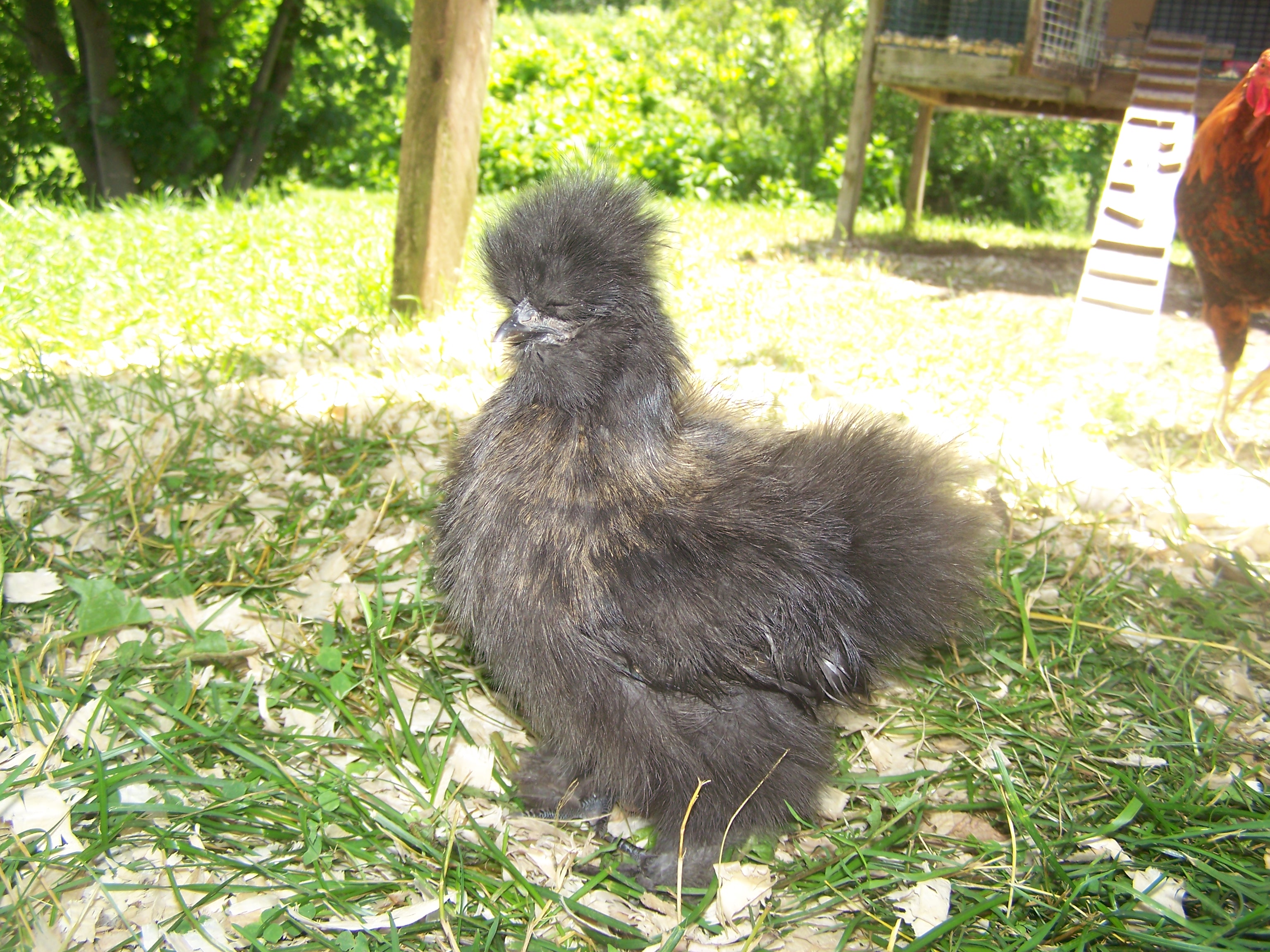 here is my little black silkie pullet i will send another only can send one at once
