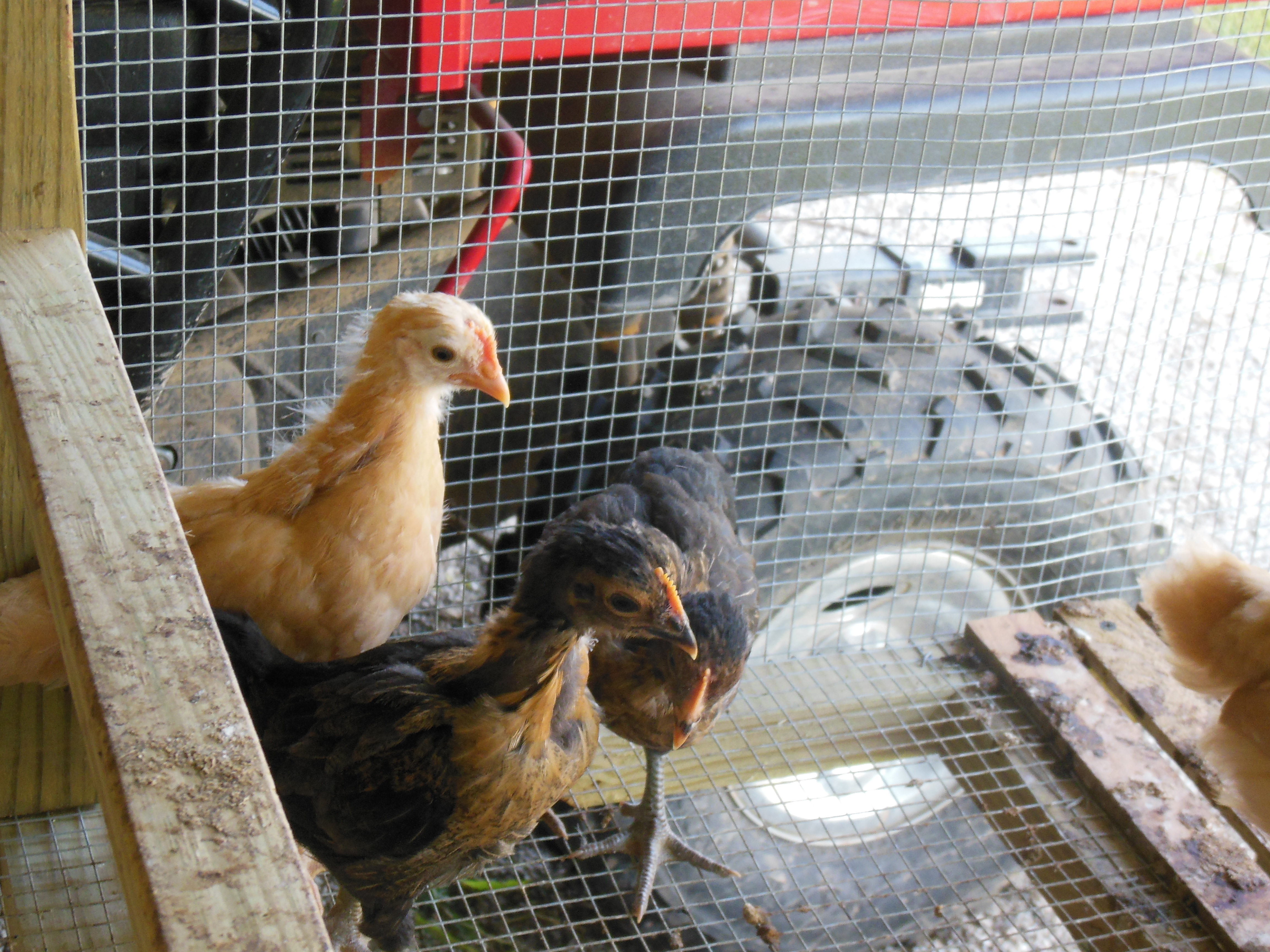 Here is my little chicks