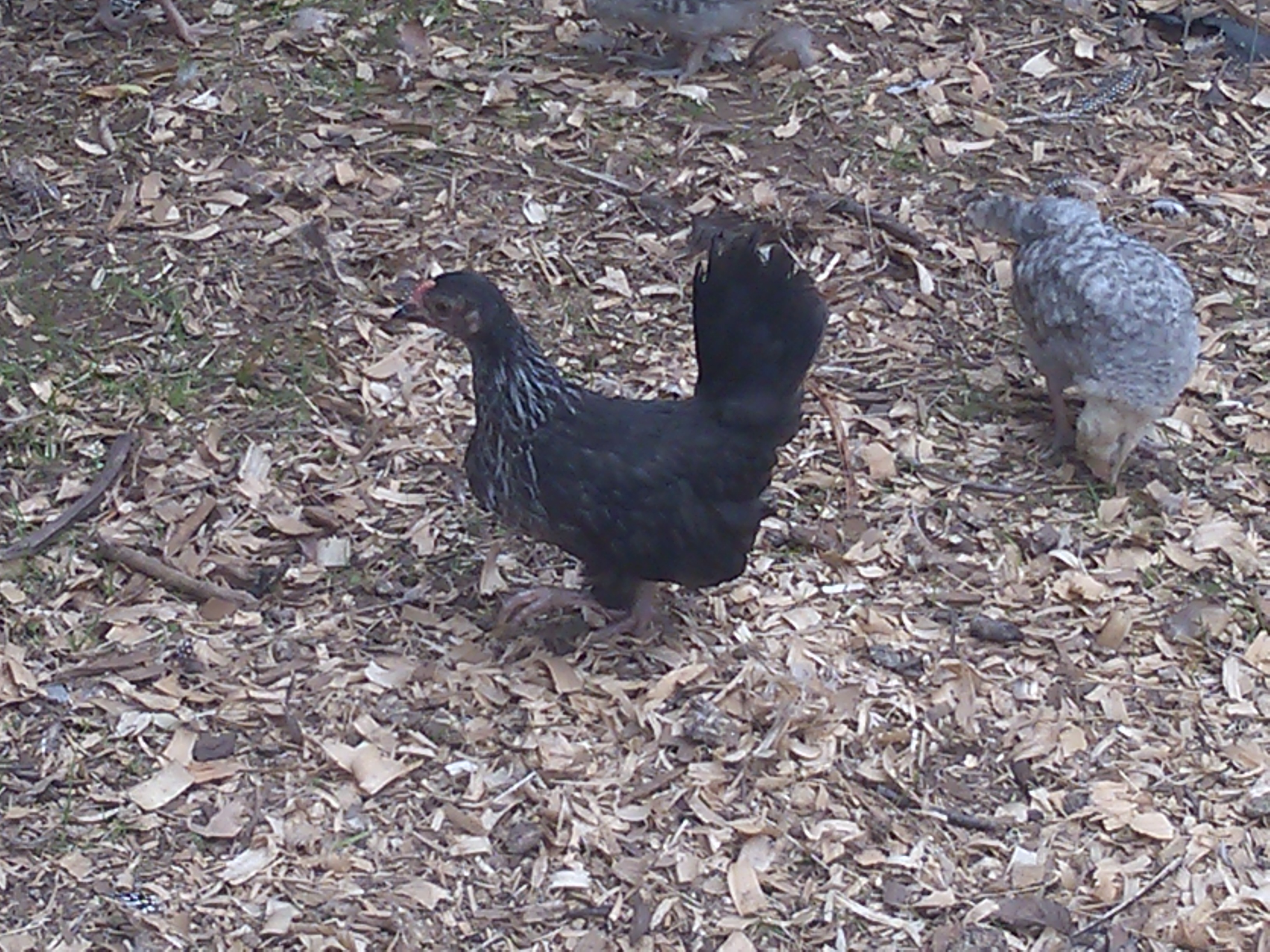 here is my mottled Japanese bantam and to the right cream legbar