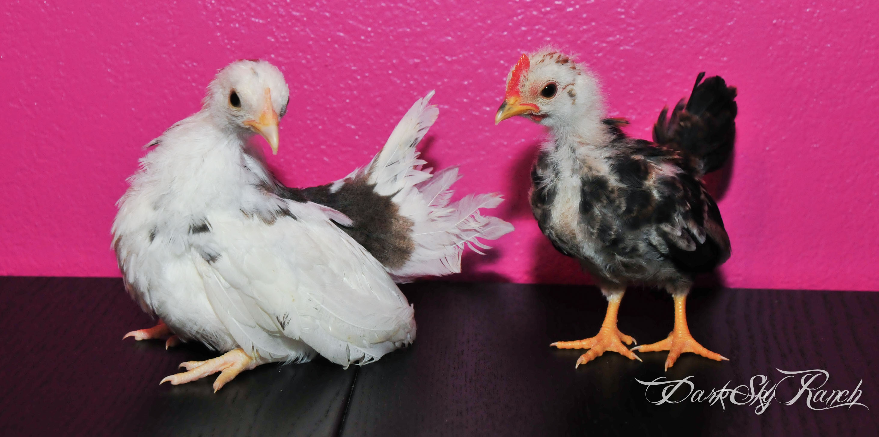 Here is my new Serama pullet from Jerry, she is 1 month old, you can see the difference in size from my little serama that is about 9 weeks here.