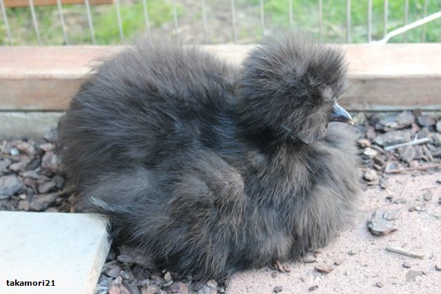 here is my newest flock member- Jeffrey!! 
Isn't he soooo cute?